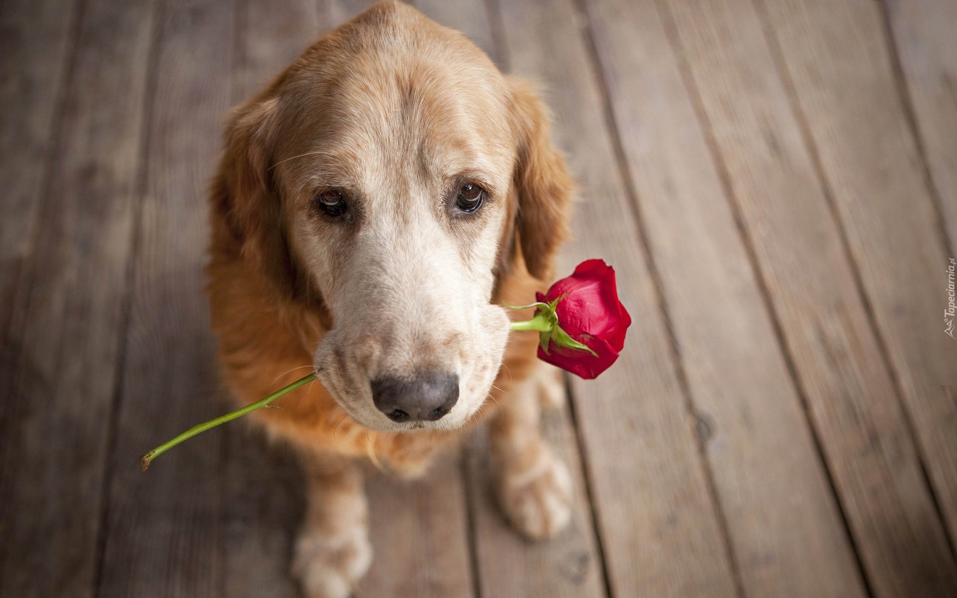 Pies, Podłoga, Czerwona, Róża
