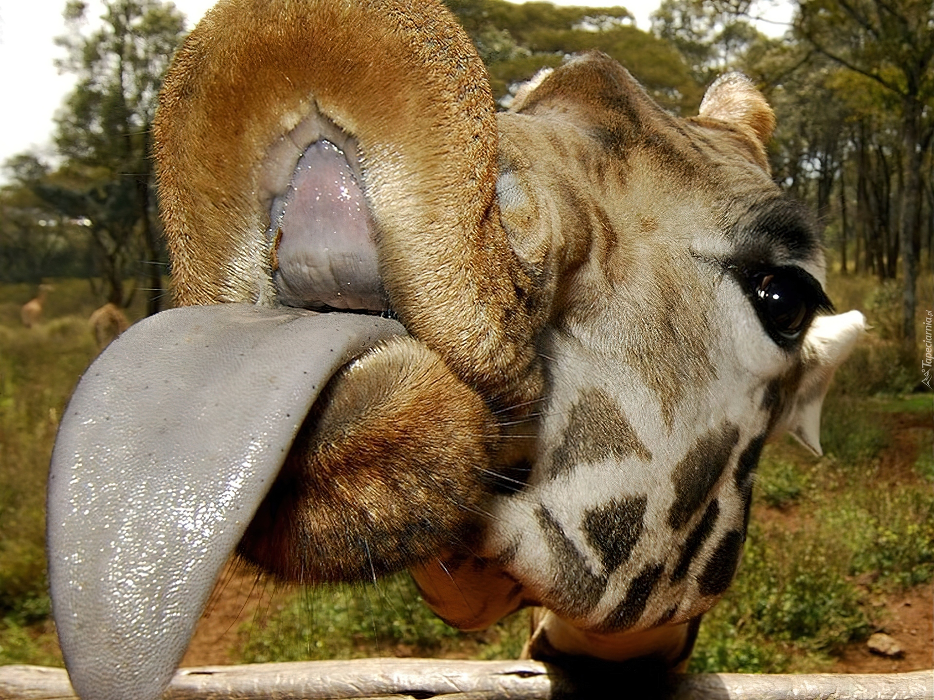 Żyrafa, Język