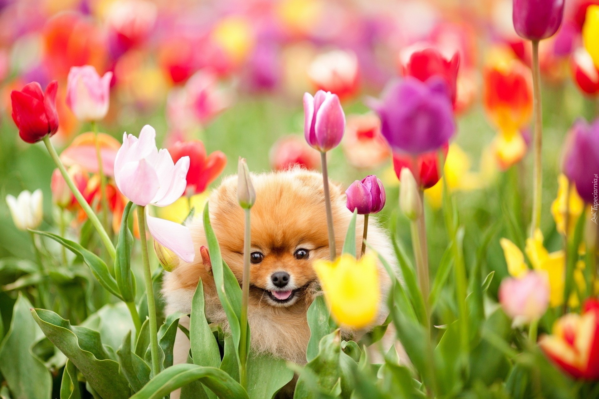 Pies, Szpic miniaturowy, Kwiaty, Tulipany