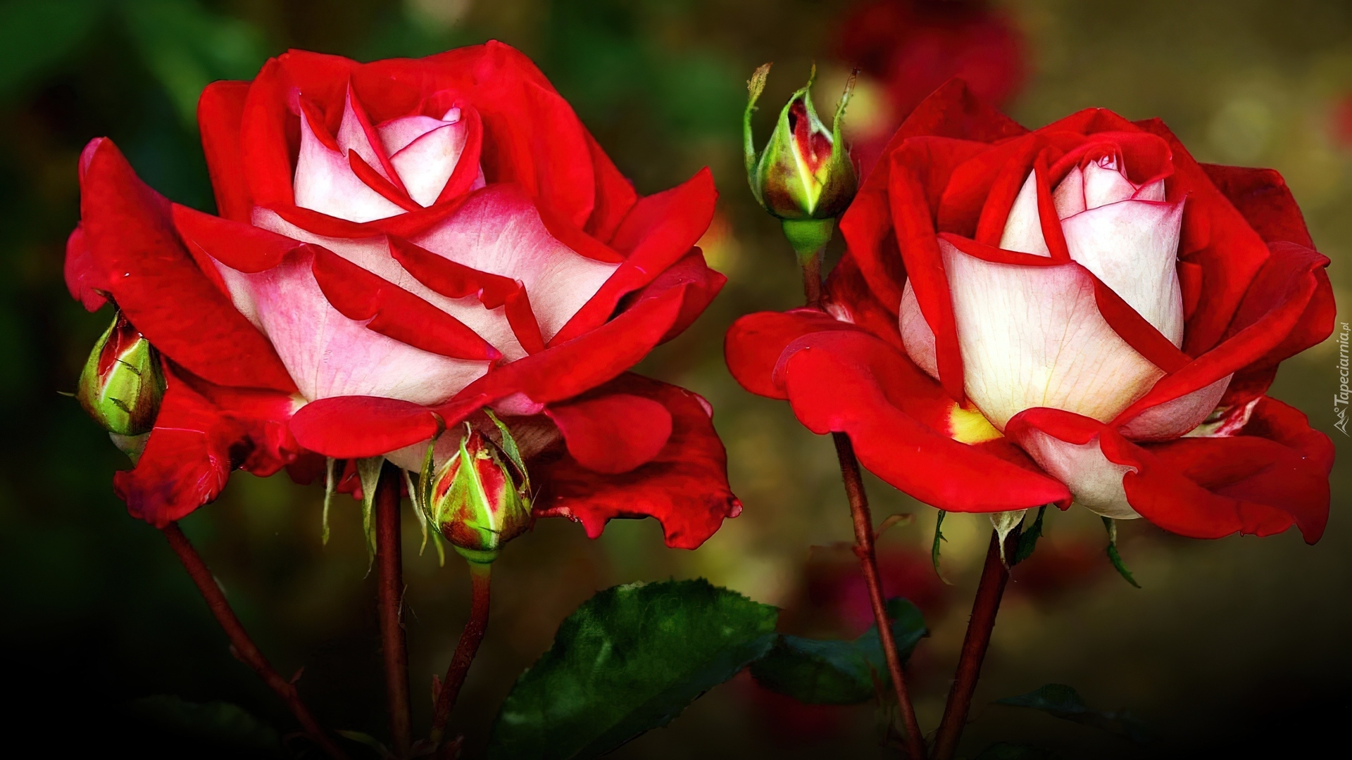 Piękne, Róże