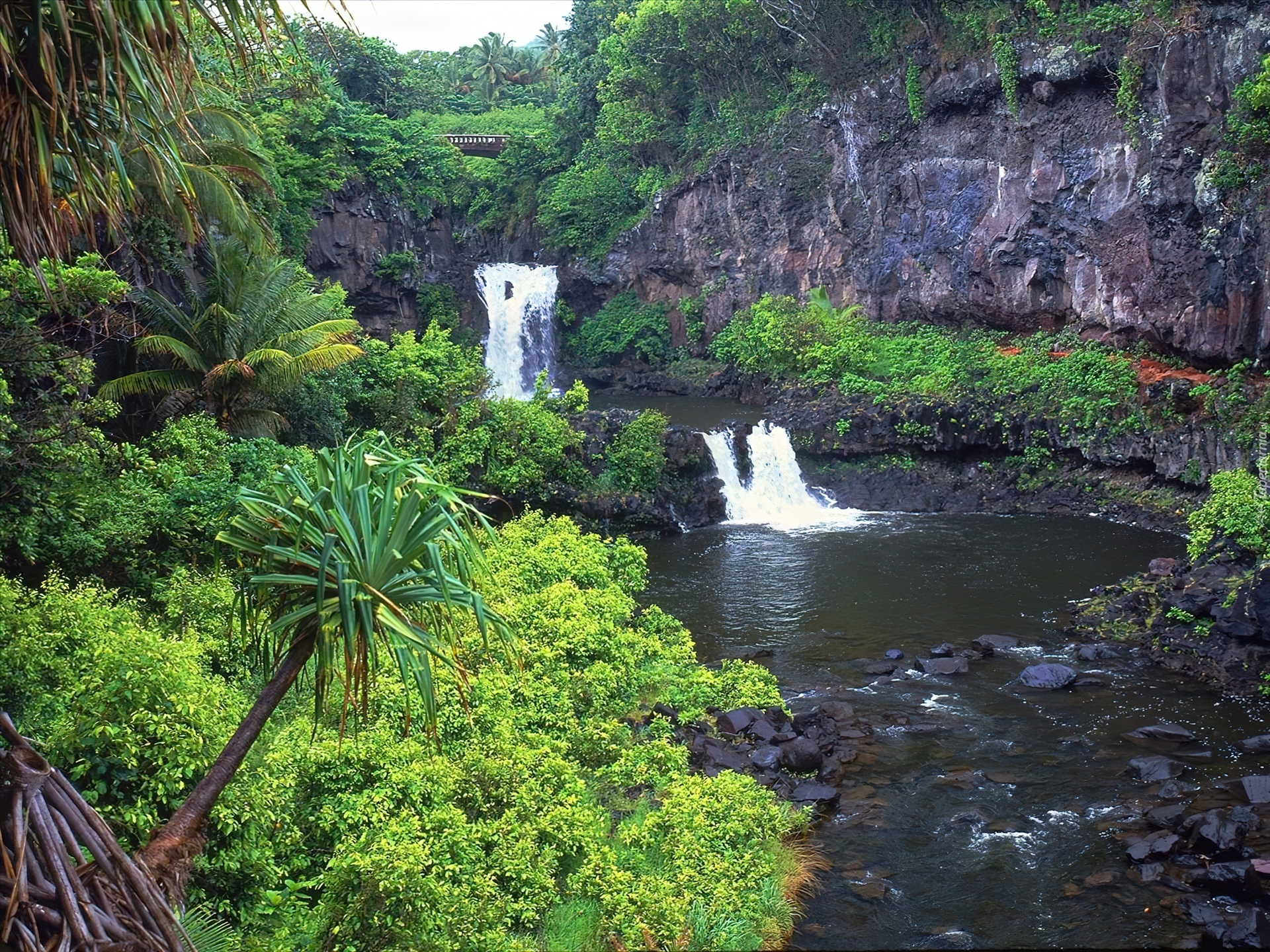 Hawaje, Maui, Baseny, Drzewa, Palmy