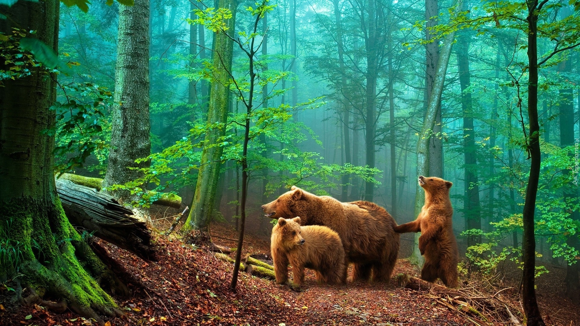 Las, Drzewa, Droga, Niedźwiedzie
