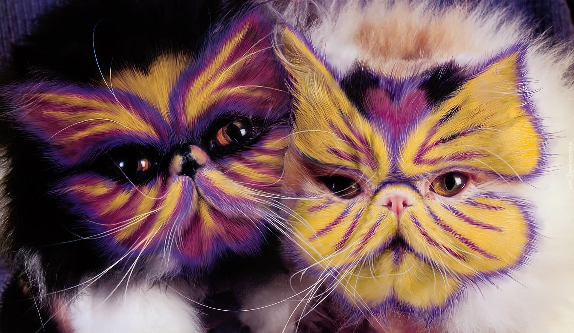 Pomalowane, Koty