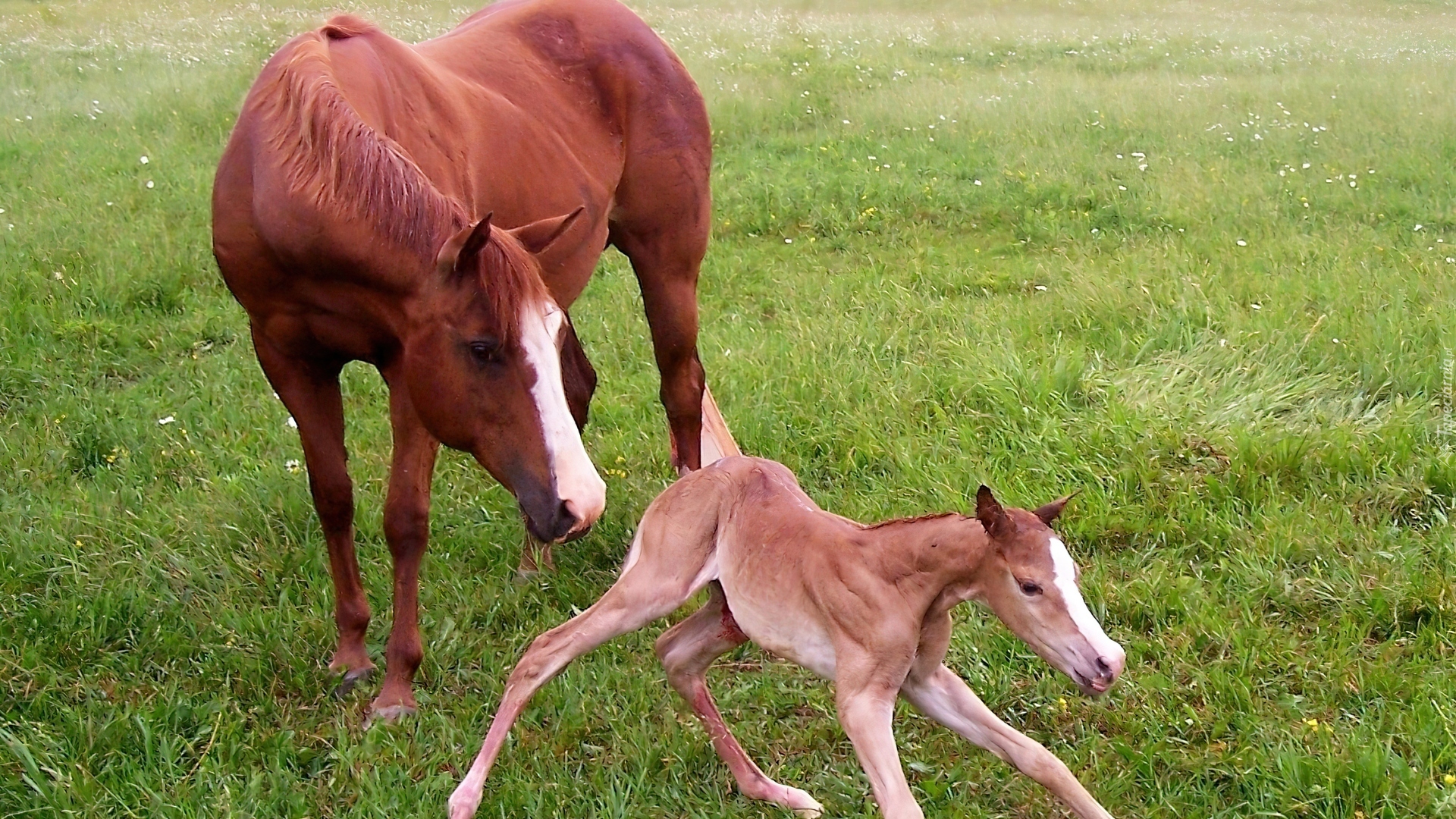 Чем самка домашней лошади выкармливает своих жеребят. Ганноверская лошадь жеребенок. Новорожденный жеребенок. Лошадь с жеребенком.