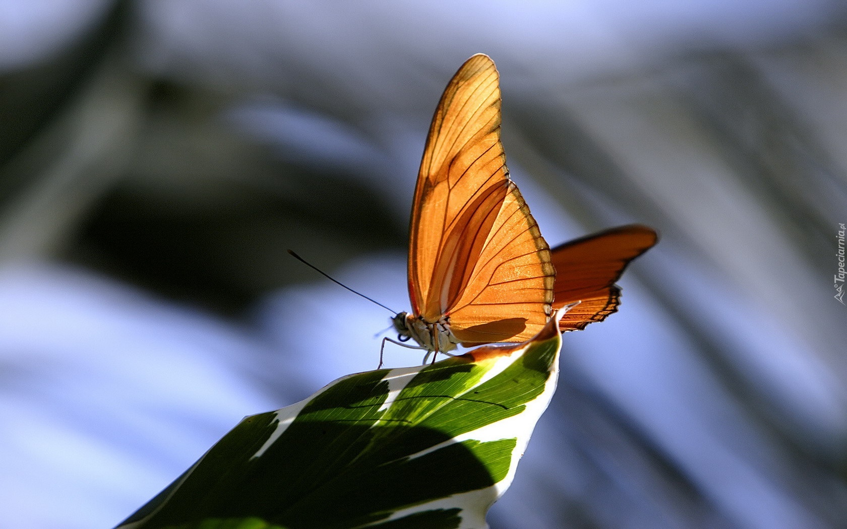 Pomarańczowy, Motyl, Liść