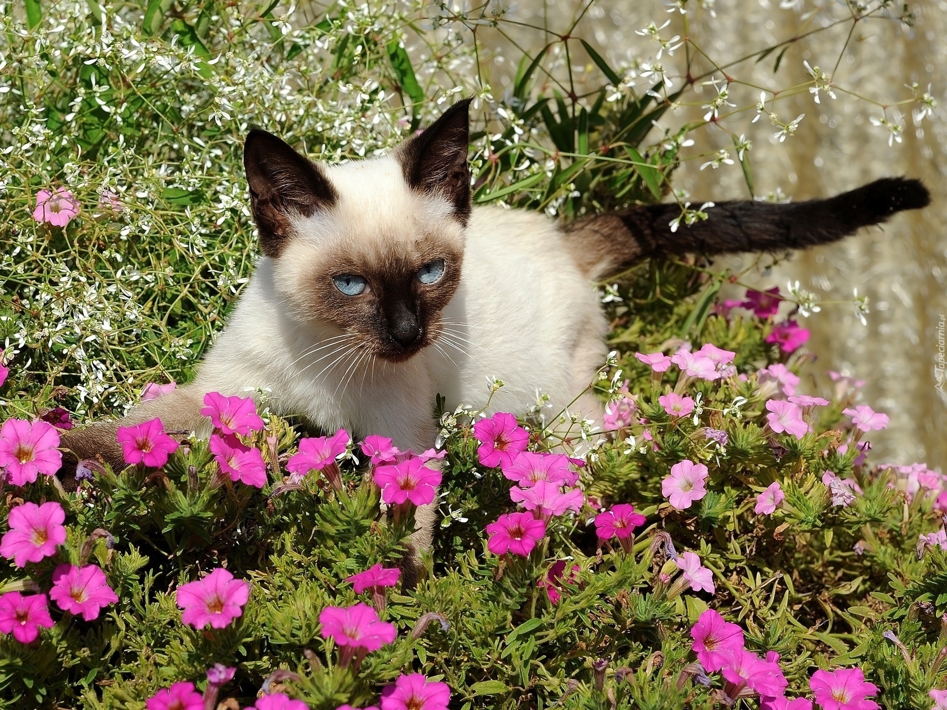 Kot, Fioletowe, Kwiaty