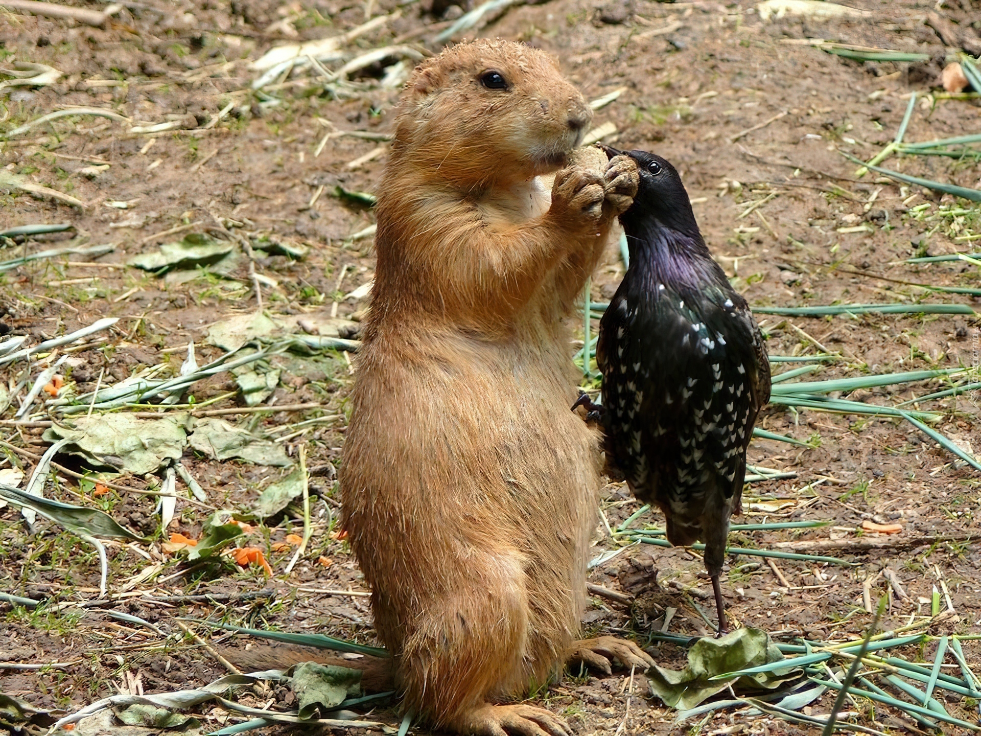 Świstak, Ciasteczko, Ptak