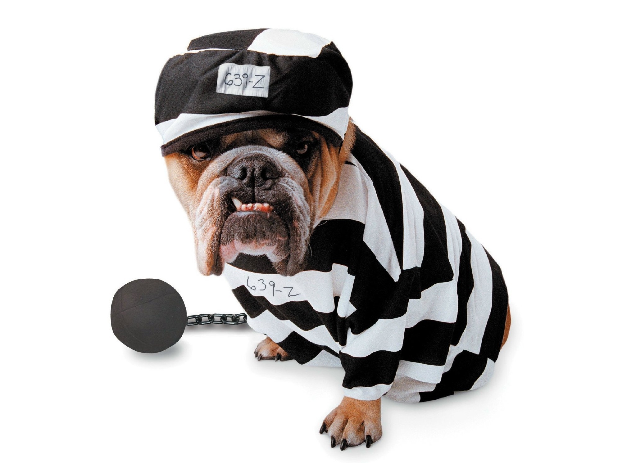 Buldog, Czapka, Więzień