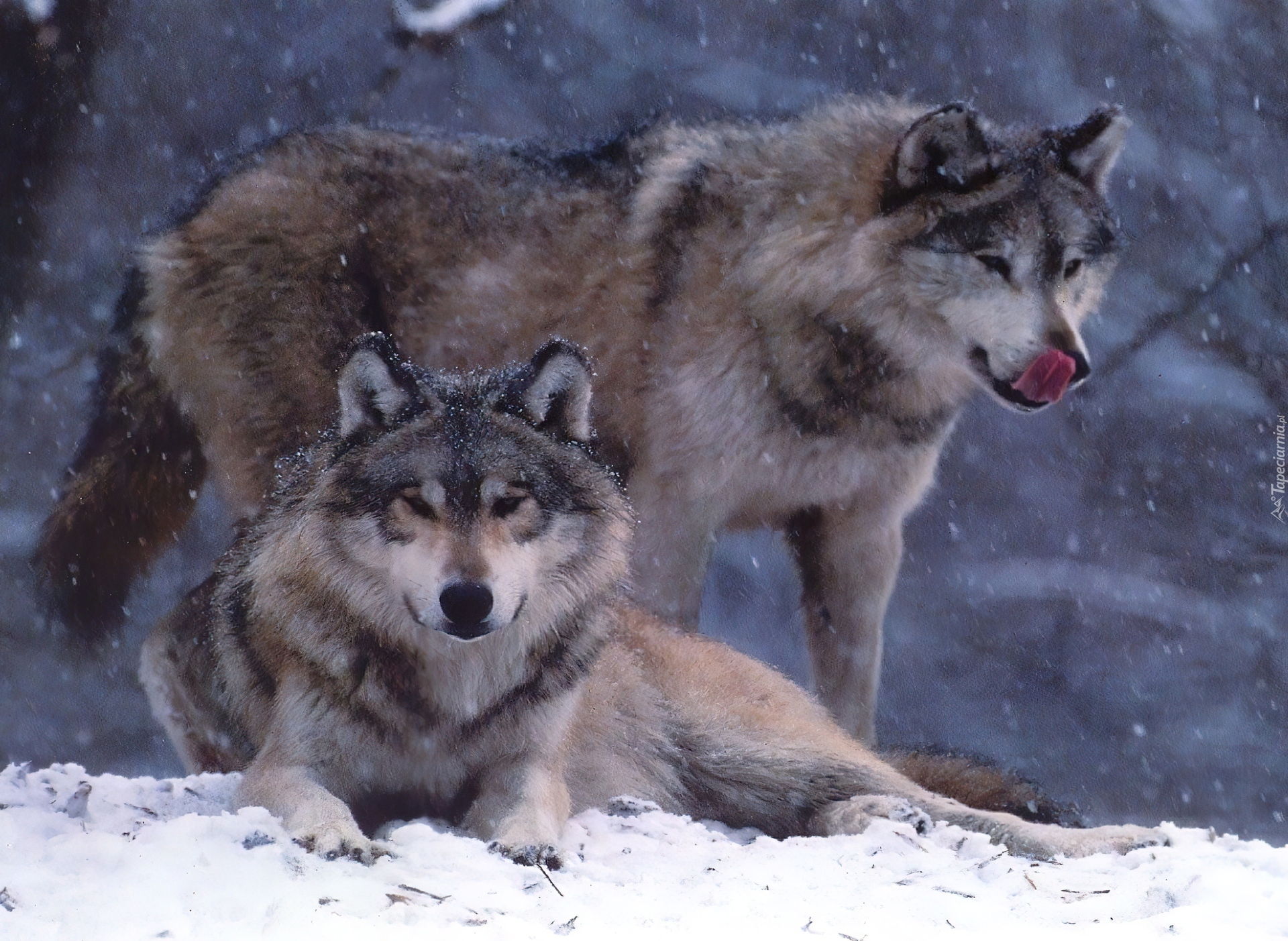 Волки в жизни человека. Волки. Волк картинка. Волк зимой. Волк и волчица.