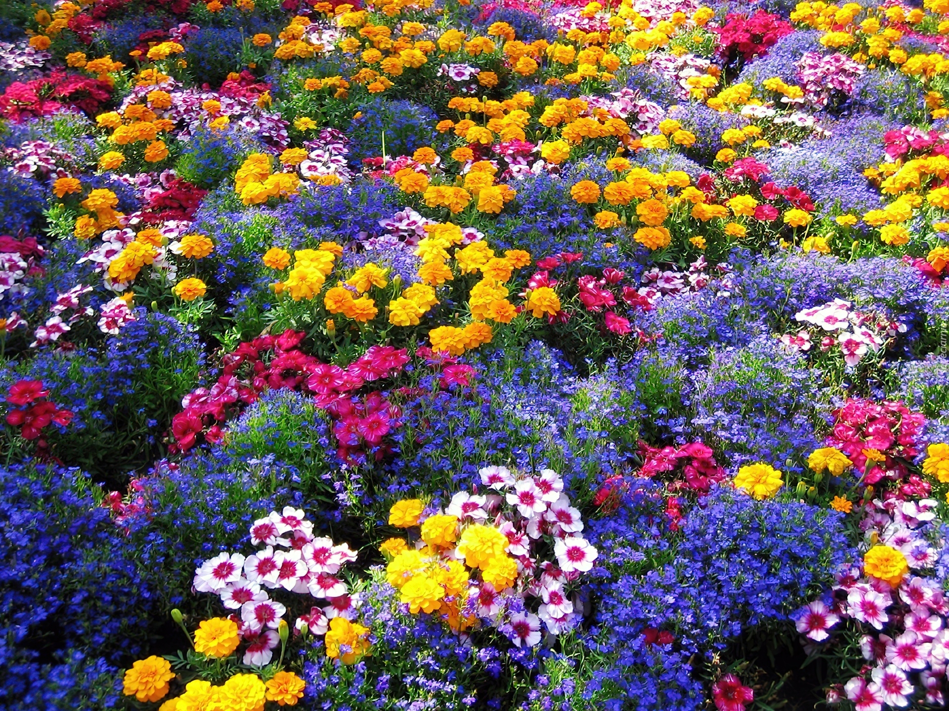 Летние цветы фото и названия. Цветы в саду. Цветы для клумбы. Яркий цветник. Яркие цветы в саду.