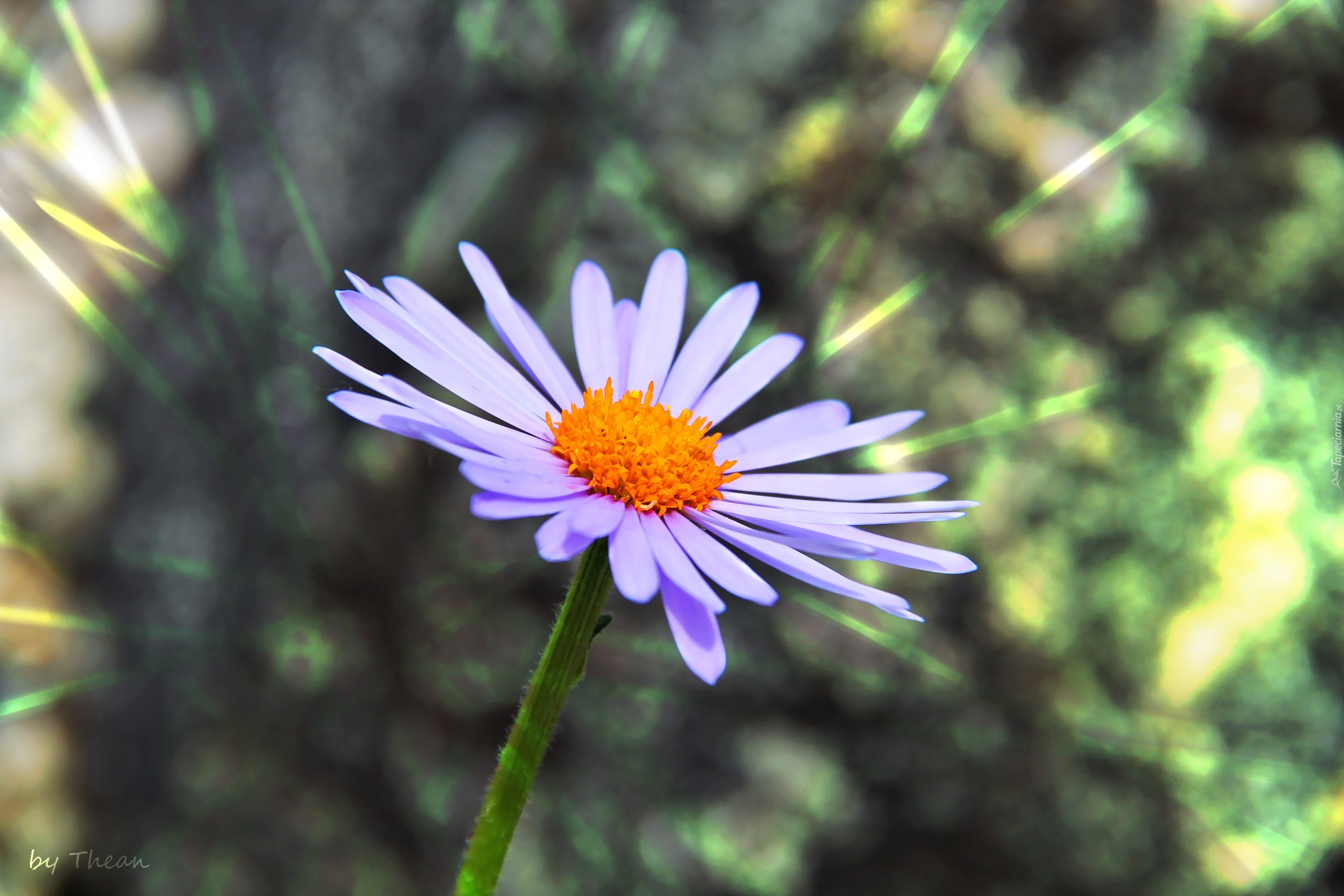 Aster, Tongolski