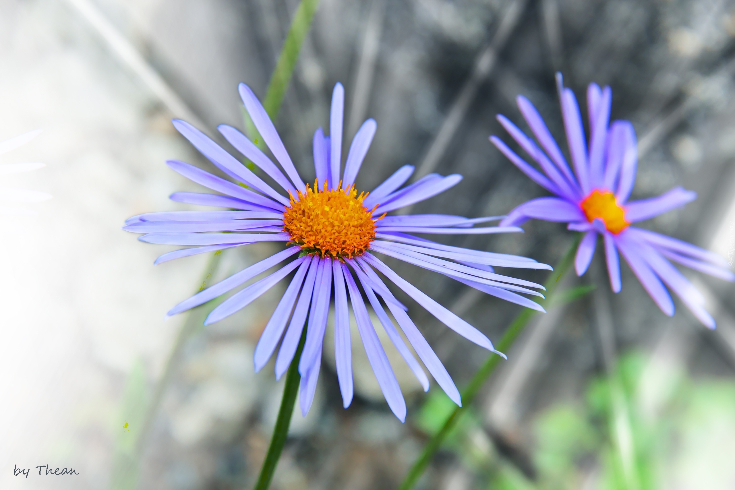 Aster