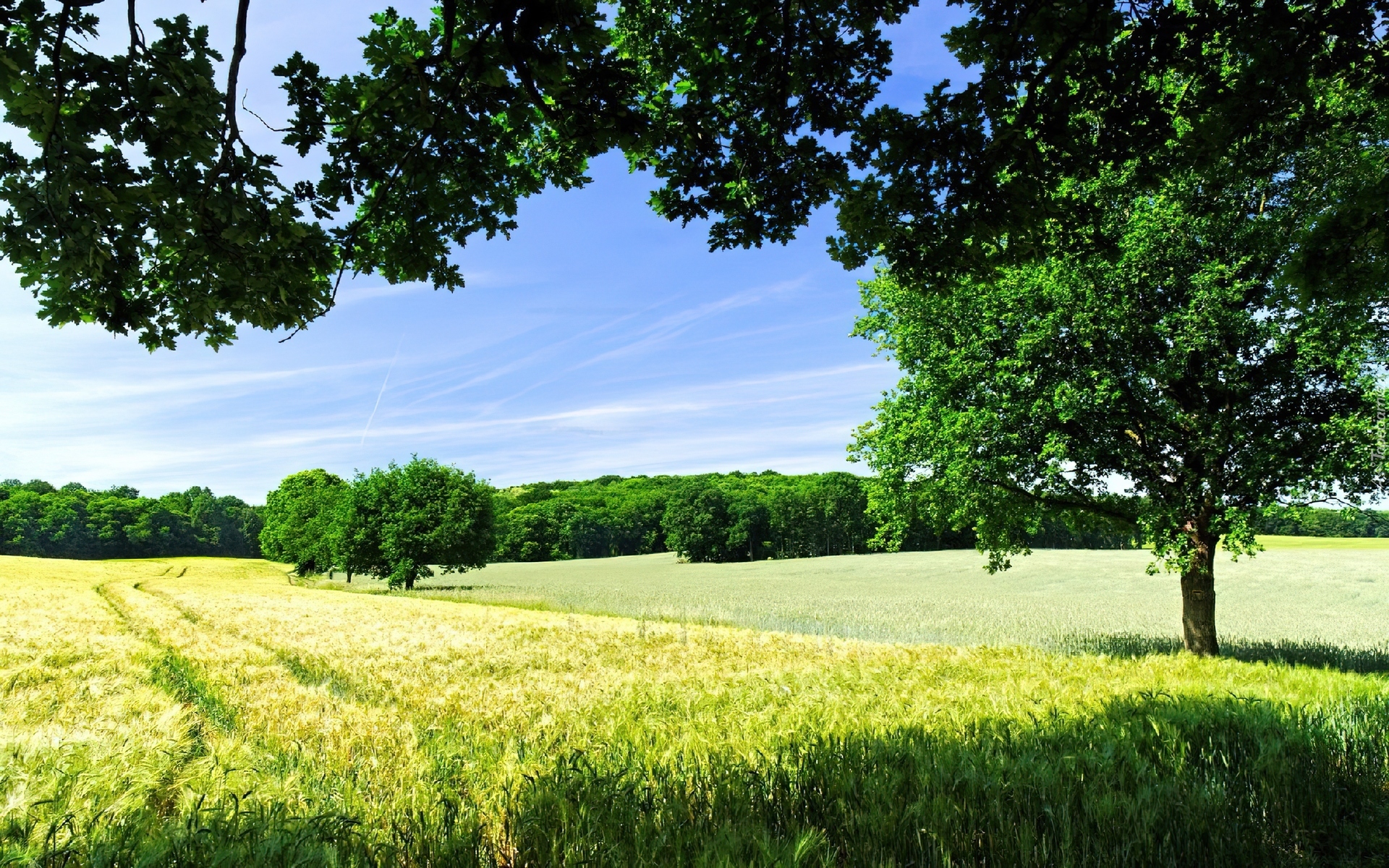 Quiet countryside. Пейзажи природы. Летняя природа очень красивая. Фото на рабочий стол лето. Лучшая картинка на рабочий стол.