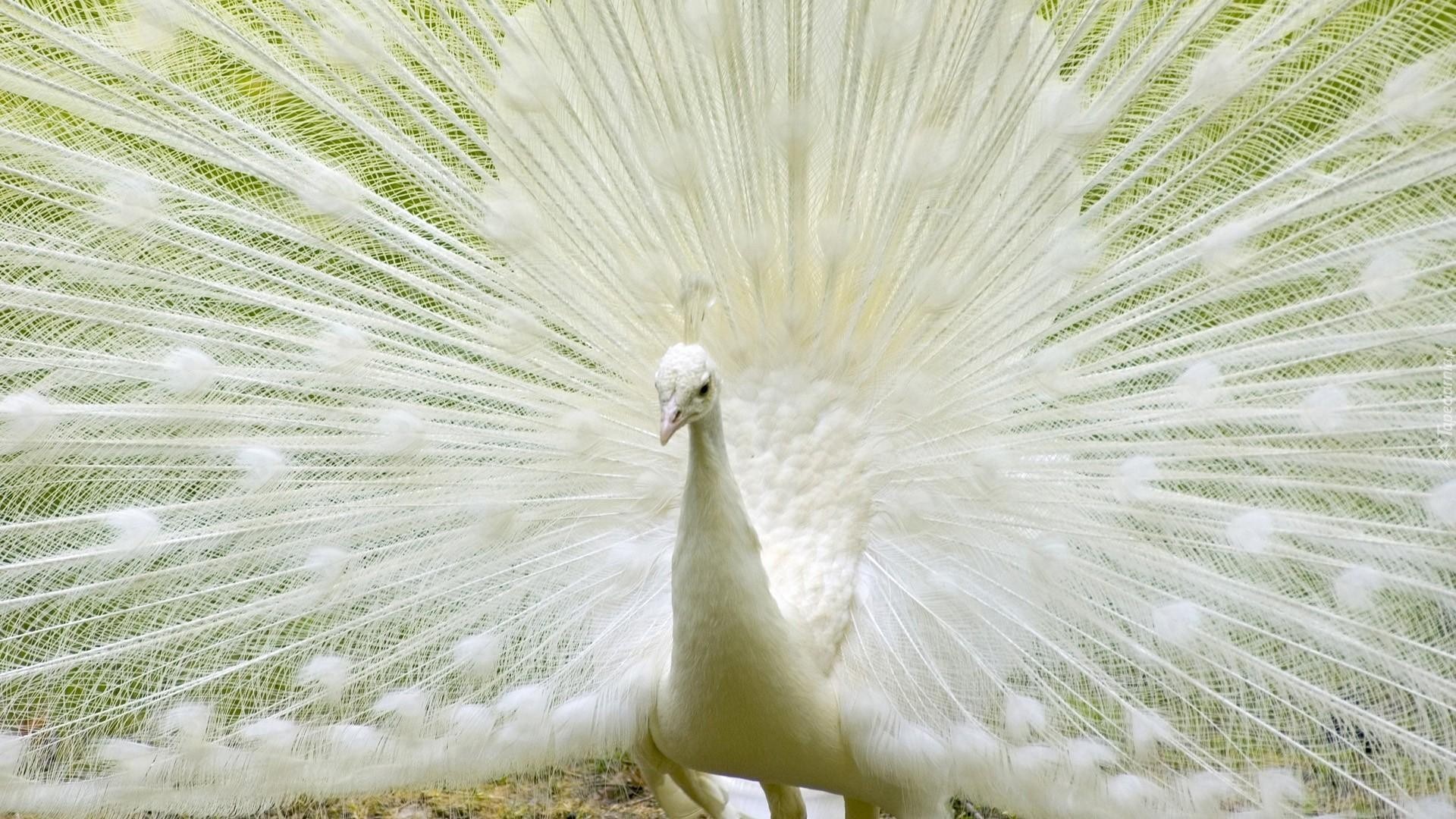 Paw, Albinos