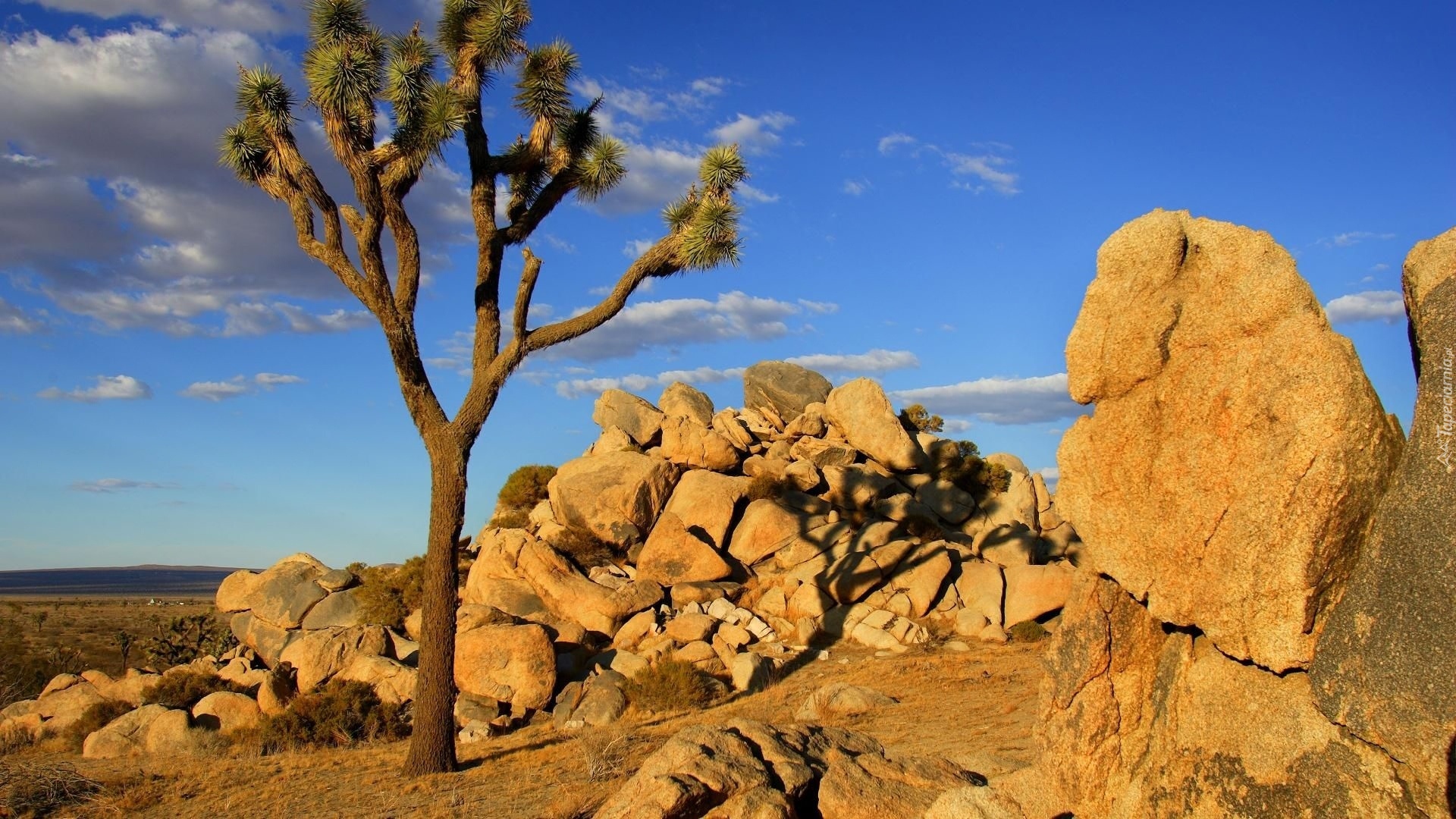 Stany Zjednoczone, Kalifornia, Park Narodowy Joshua Tree, Skały, Drzewo Jozuego, Jukka krótkolistna