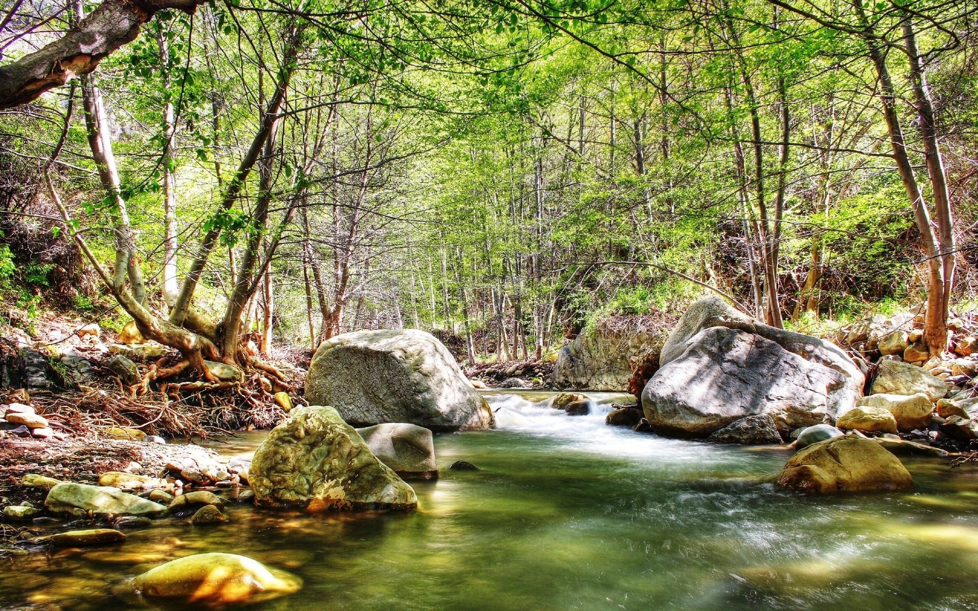 Rzeka, Kamienie, Drzewa