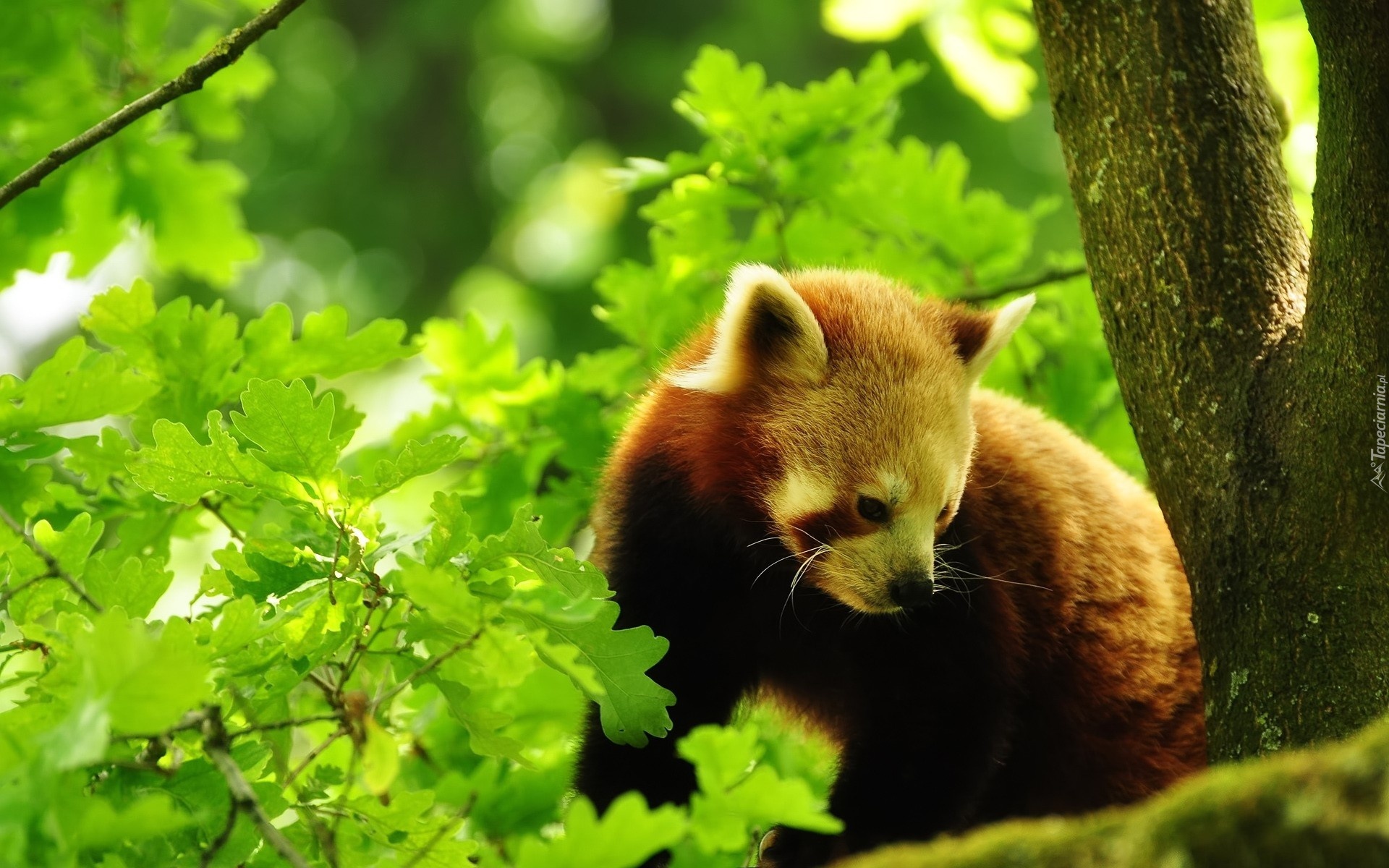 Panda Czerwona, Pandka ruda