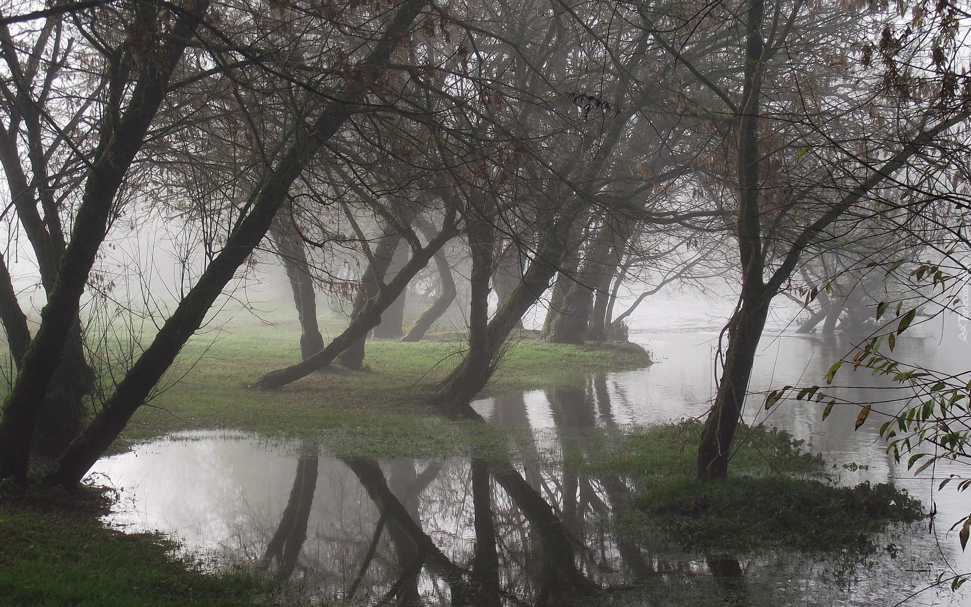 Rzeka, Drzewa, Mgła