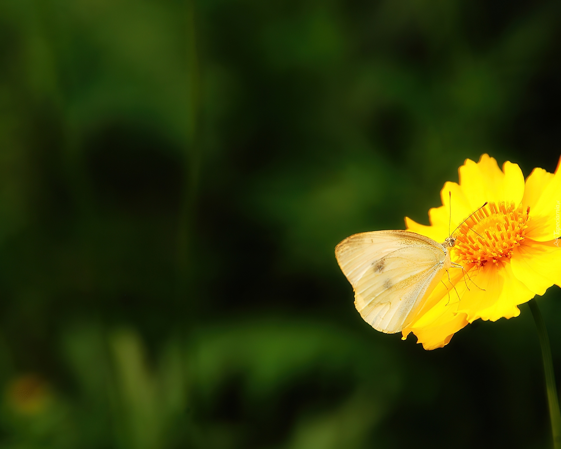 Żółty, Kwiatek, Motyl