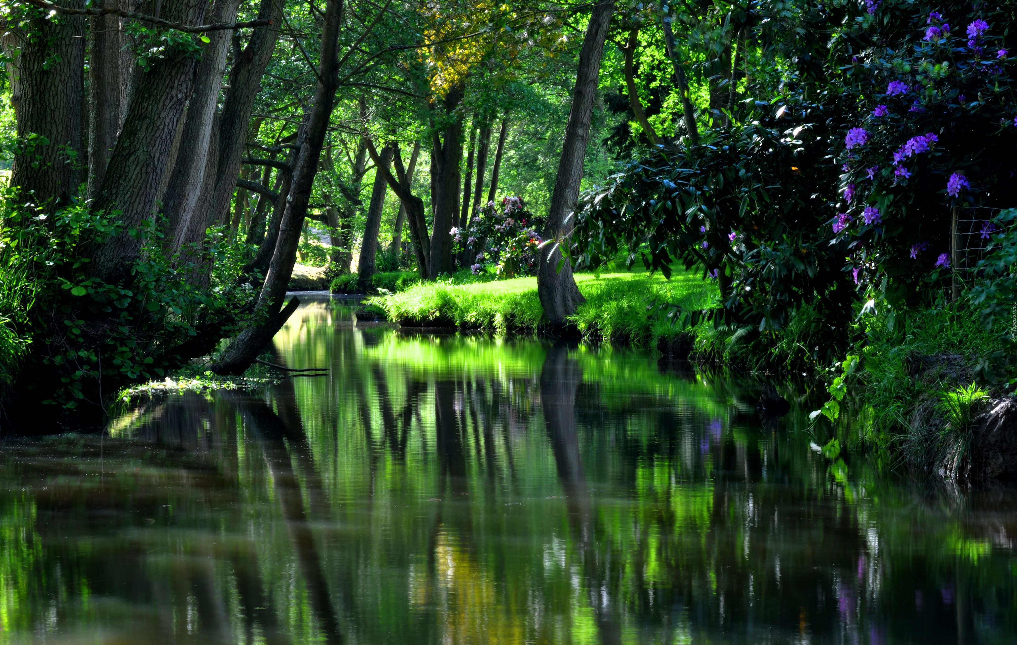 Park, Rzeczka, Kwiaty, Zieleń