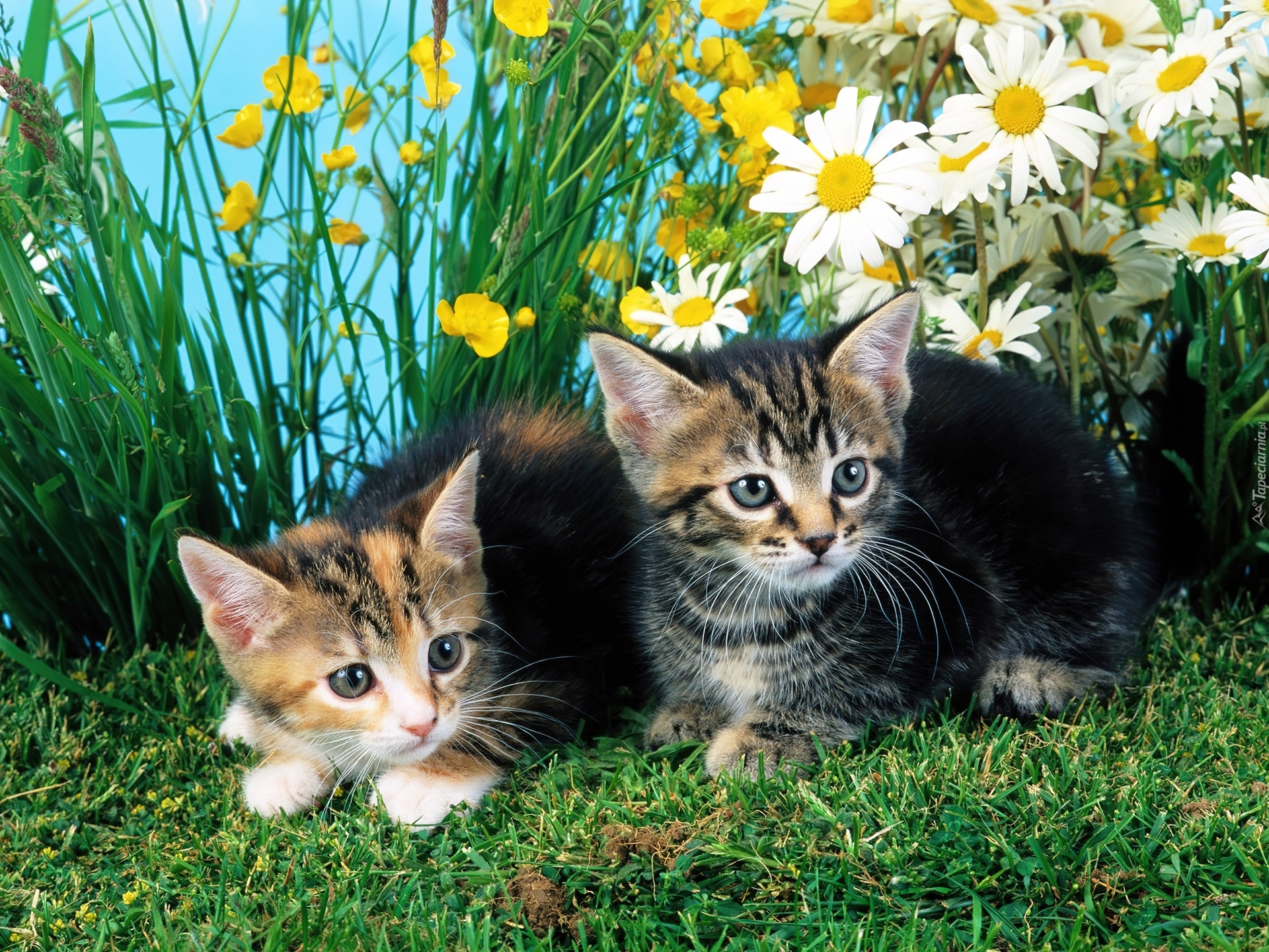 Кошечка с котятами. Красивые котята. Кошка с котятами. Котята на природе. Картинки на рабочий стол котята.