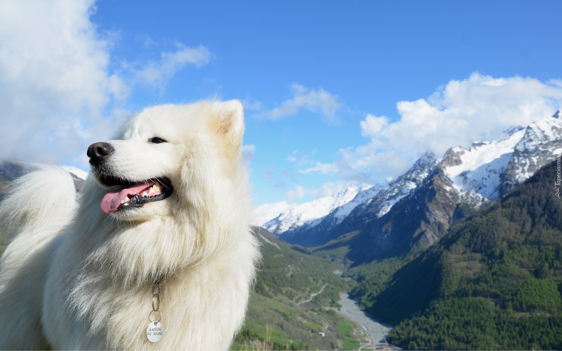 Biały, Pies, Góry, Niebo