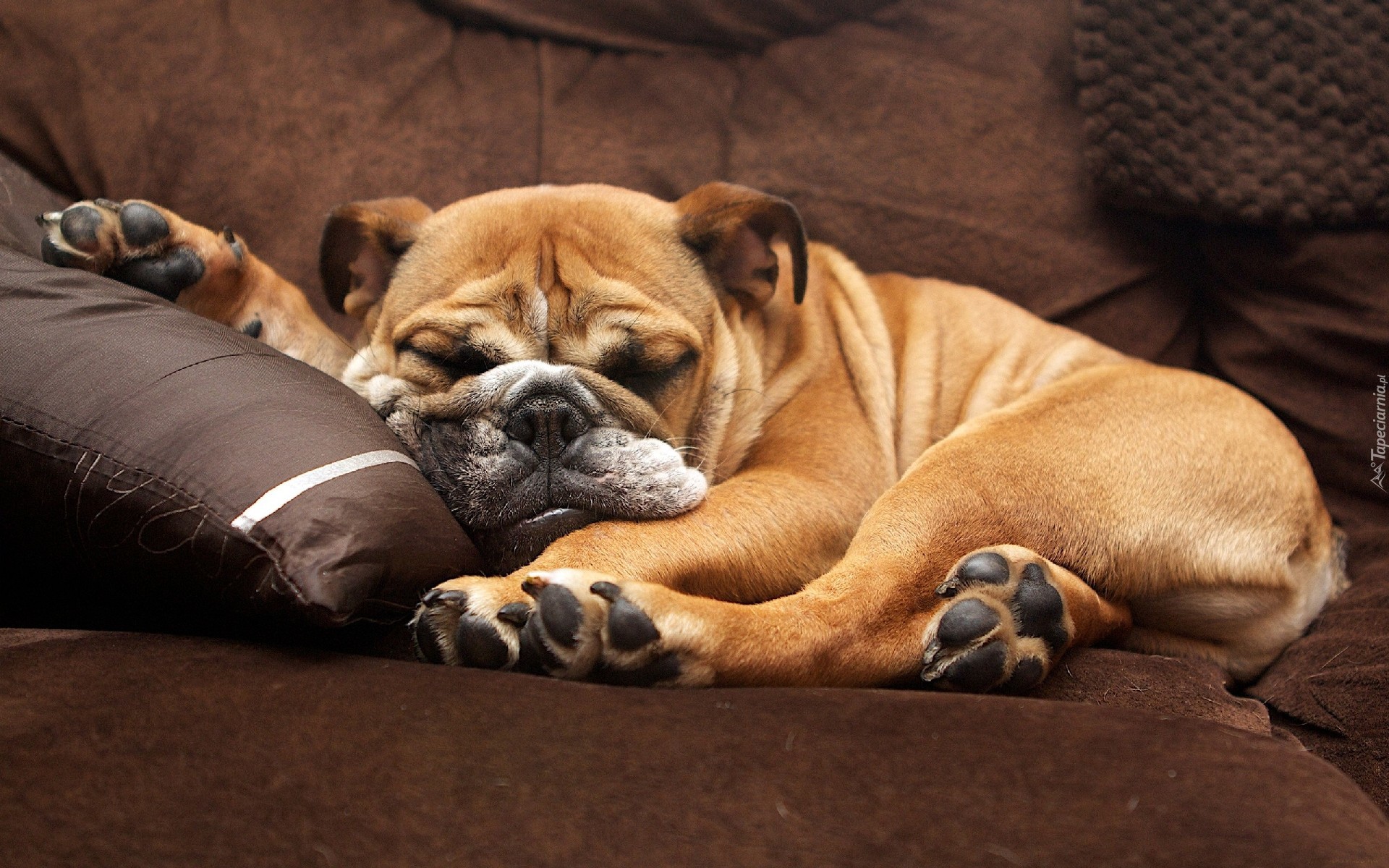 Śpiący,  Buldog angielski