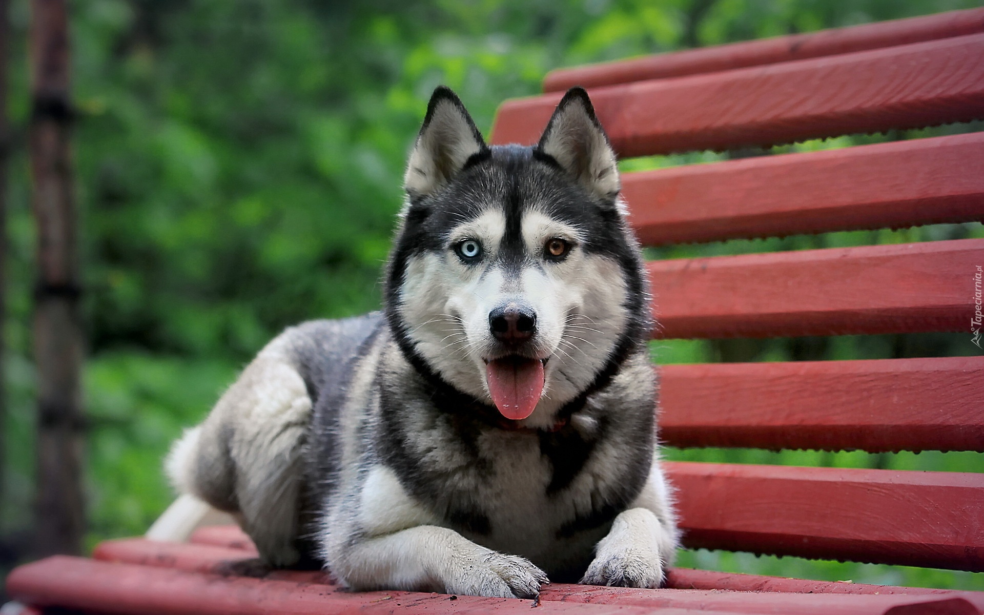 Pies, Syberian Husky, Ławka