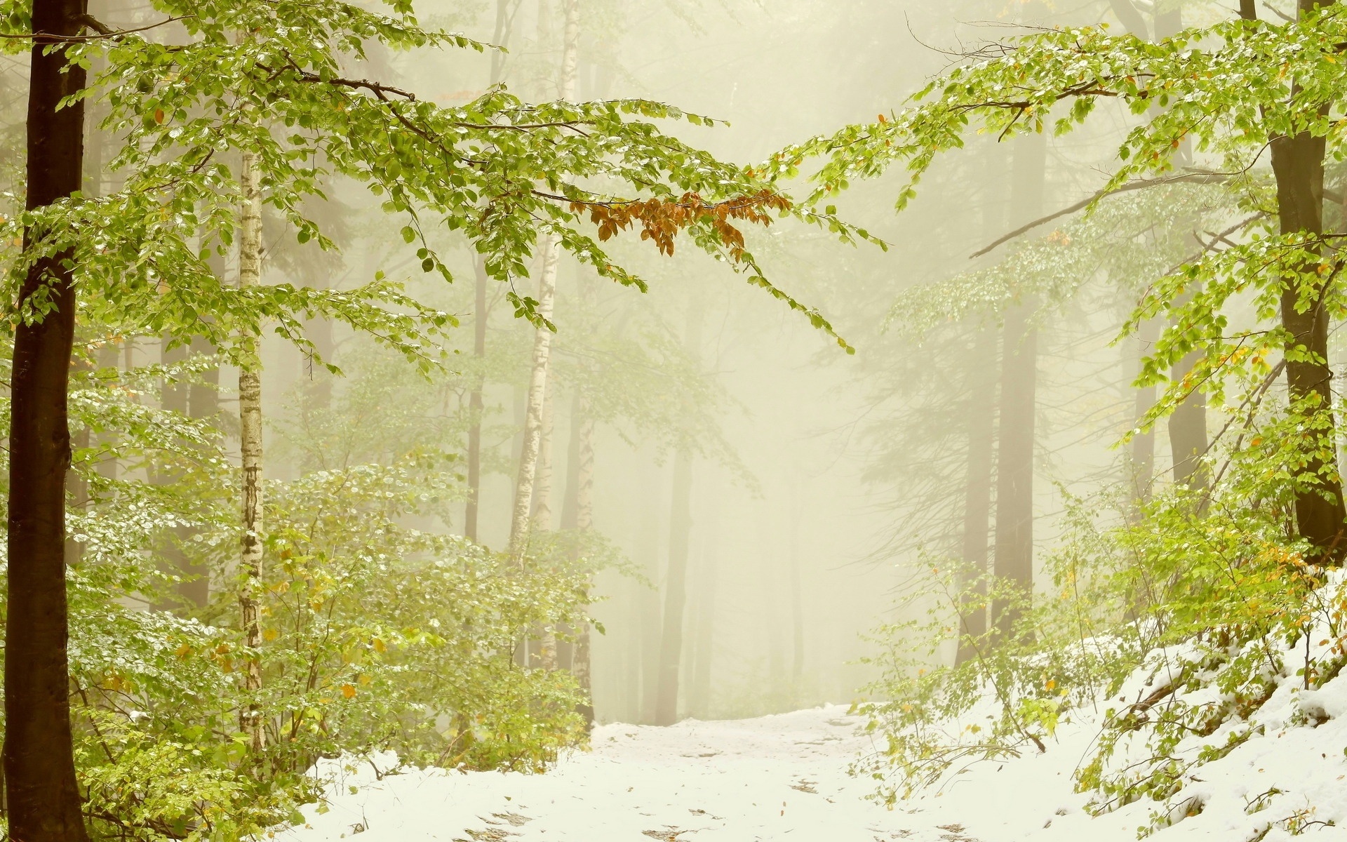 Droga, Drzewa, Śnieg, Mgła