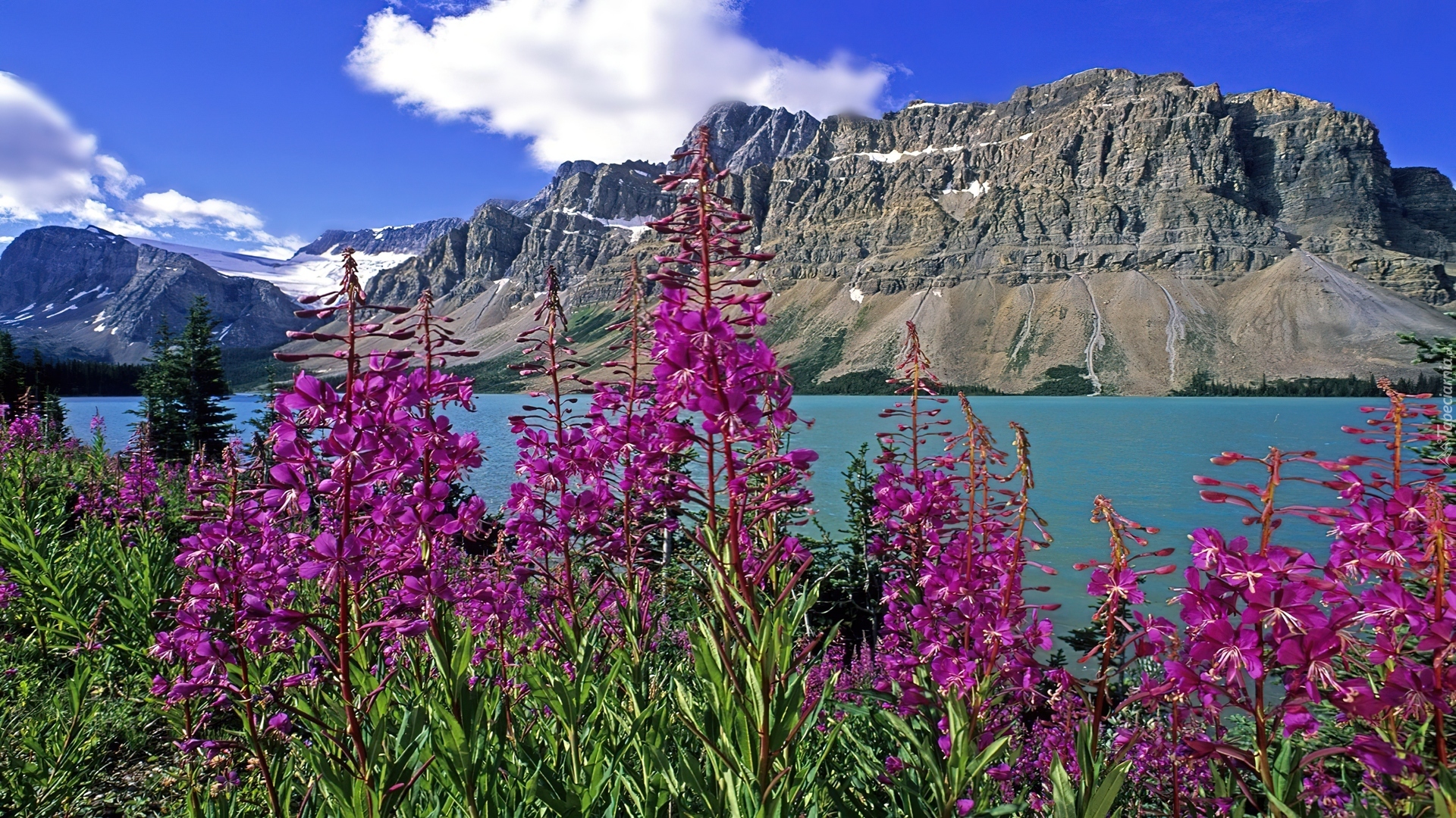 Góry, Jezioro, Różowe, Kwiaty, Kanada