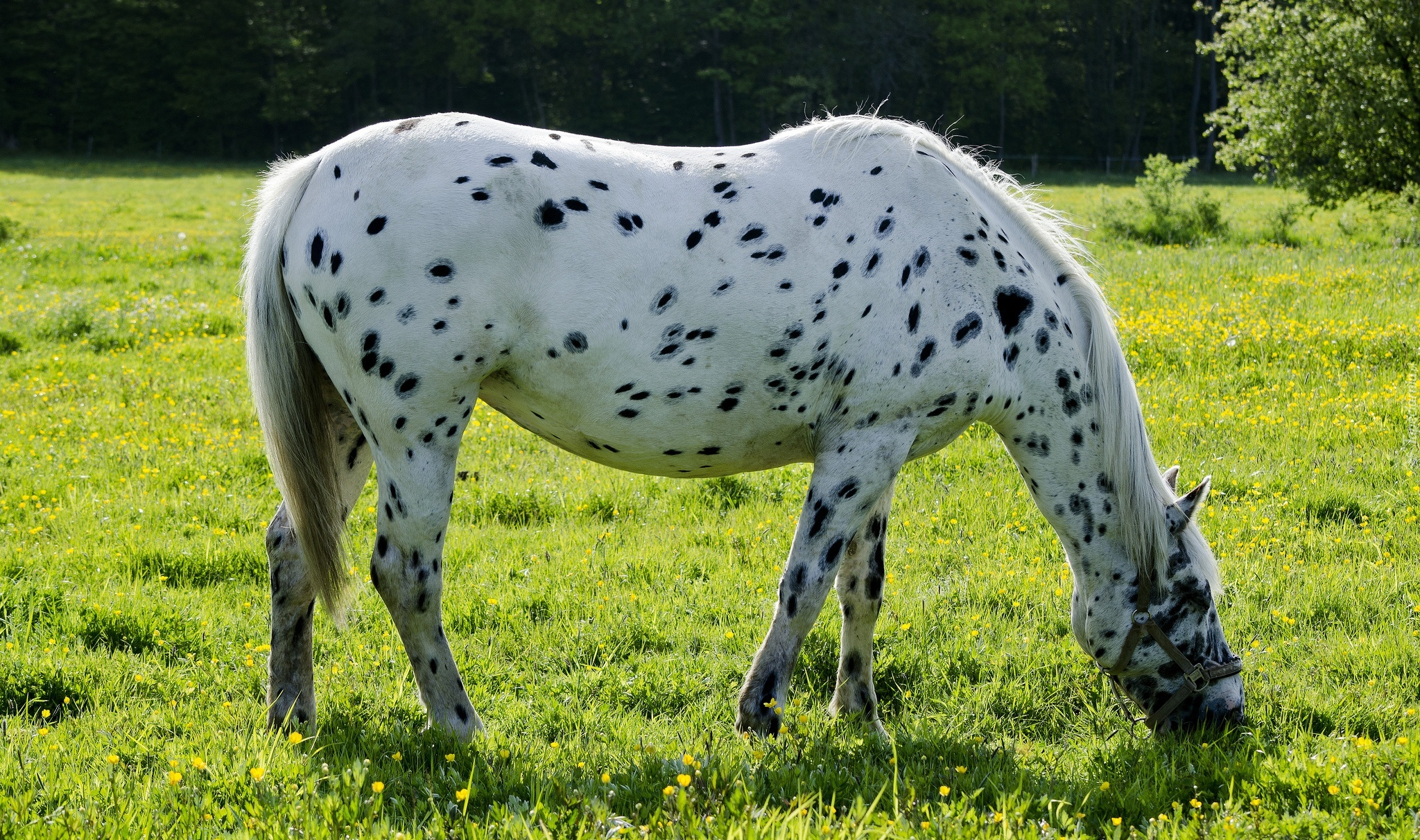 Biały, Koń, Łatki