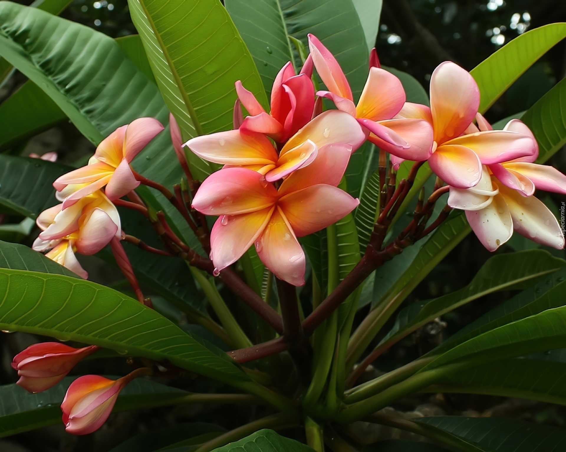 Kwiat, Plumeria