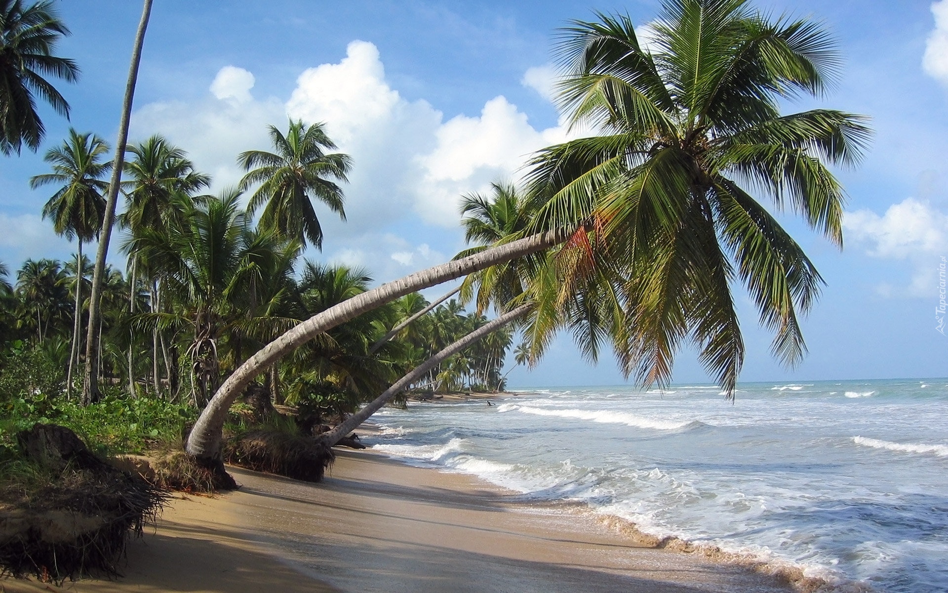 Hawaje, Palmy, Ocean