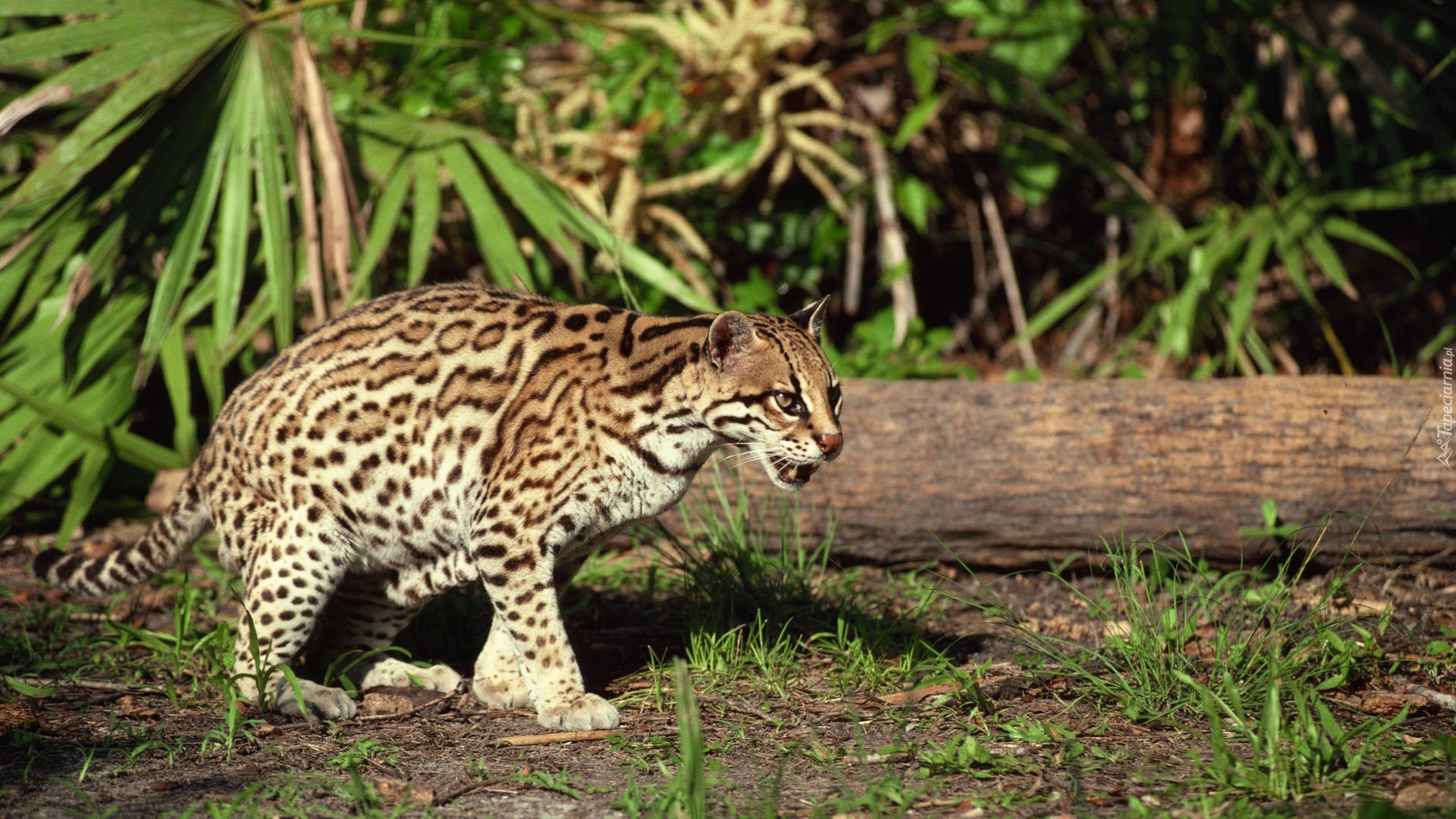 Ocelot, Skradanie, Pień, Drzewa