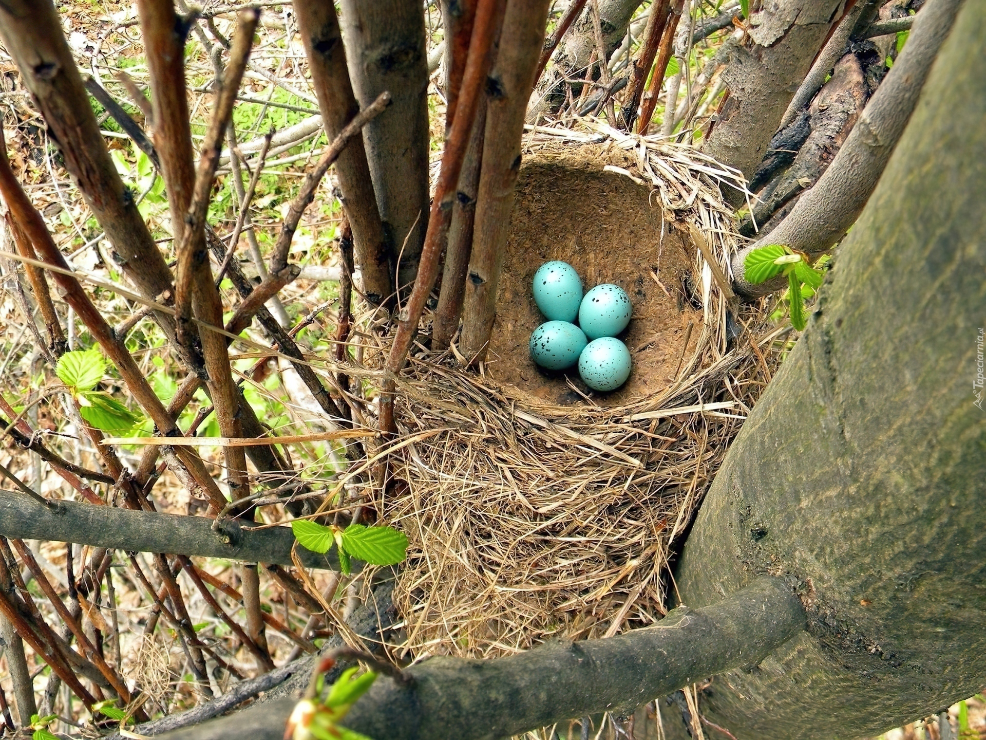 Птичьи гнезда на деревьях. Птичка шалашник гнездо. Гнездо гнездо зарянки. Птица шалашник самка. Гнездо шалашника с яйцами.