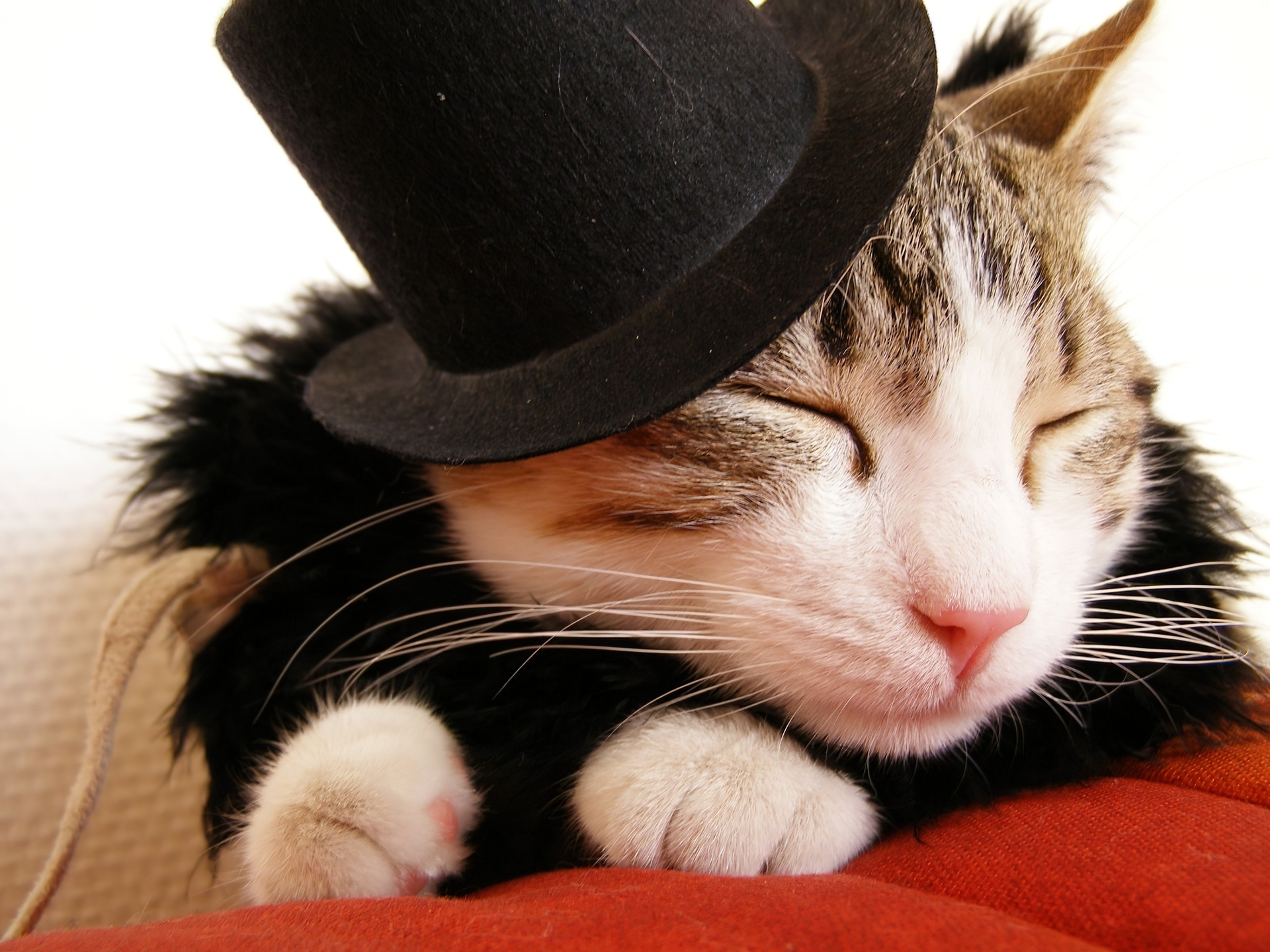 Животные шляпа. Кот в шляпе. Котик в шляпе. Котик в шляпке. Милый котик в шляпке.