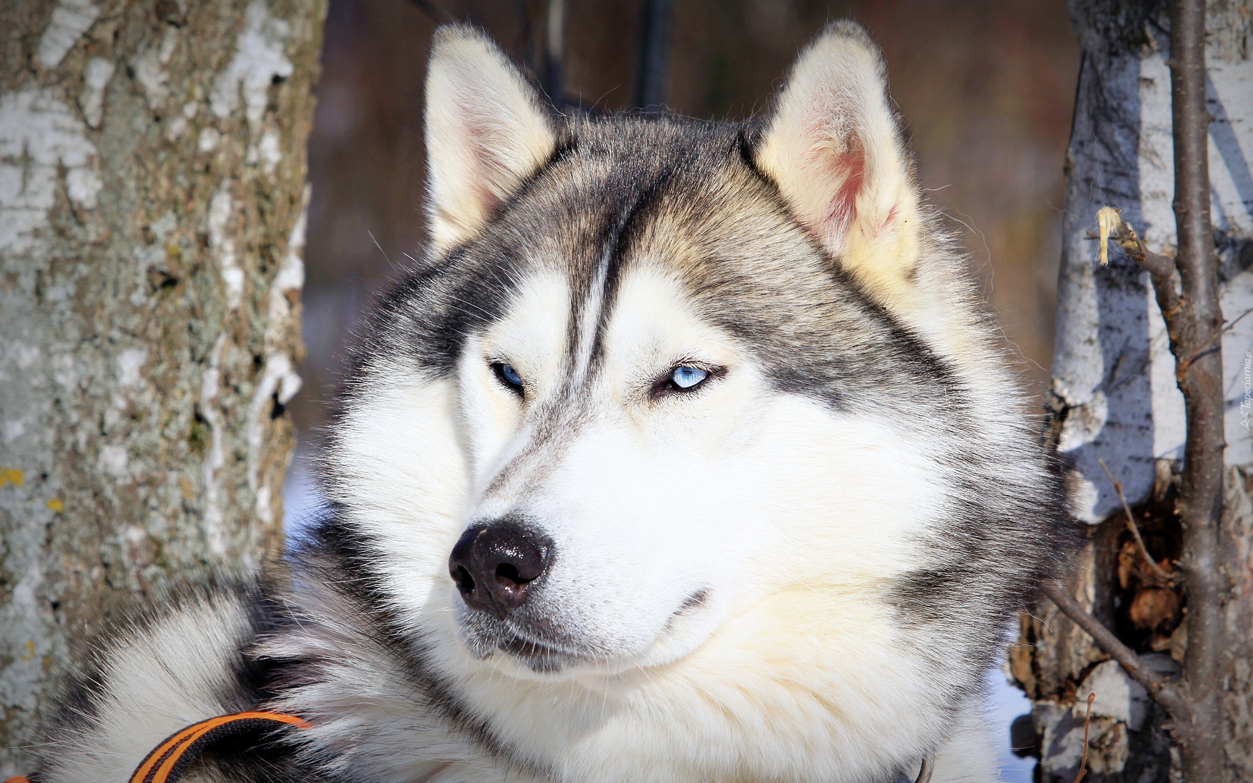 Pies, Husky