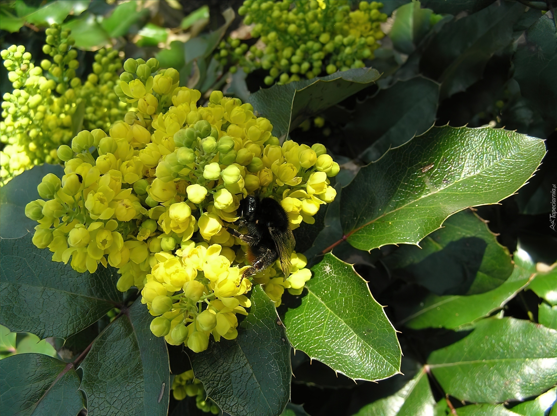 Mahonia, Liście, Trzmiel