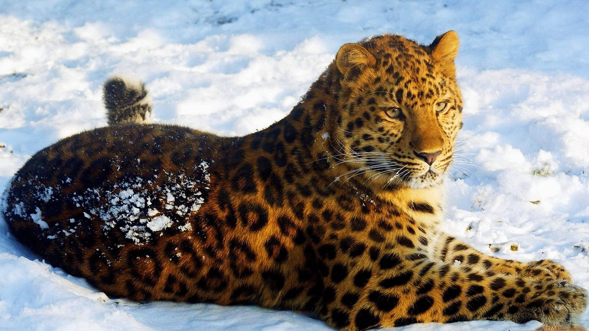 Śnieg, Leżący, Jaguar