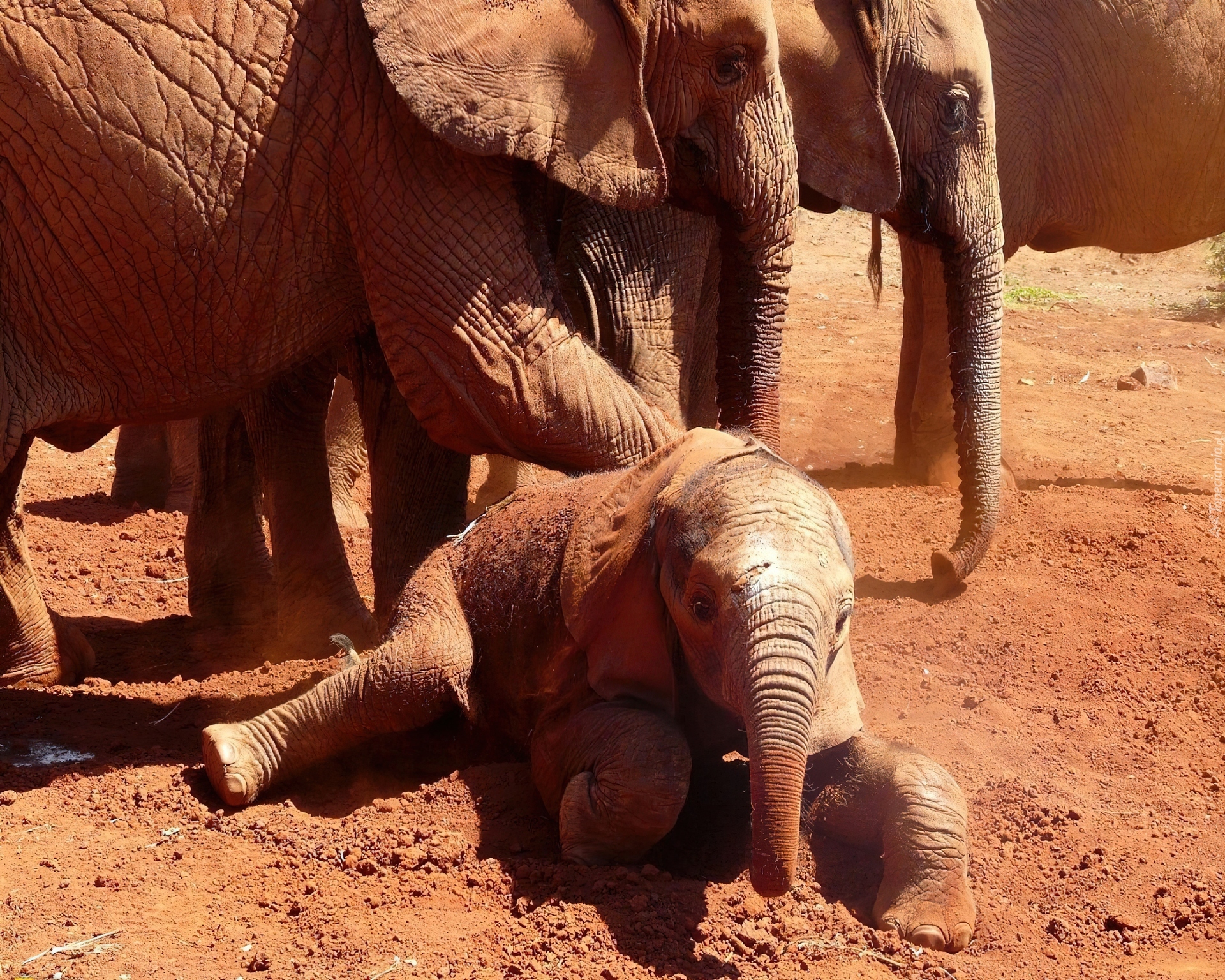 Słonie, Słoniątko
