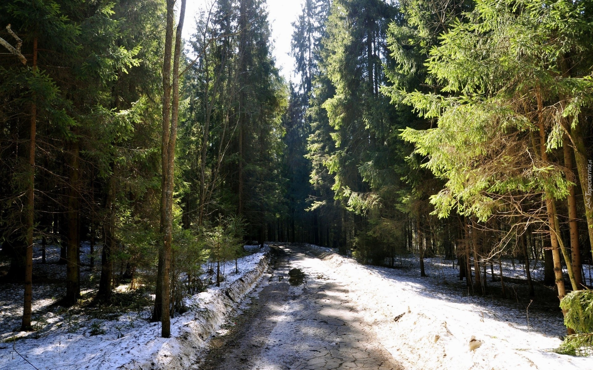 Śnieg, Leśna, Droga, Drzewa