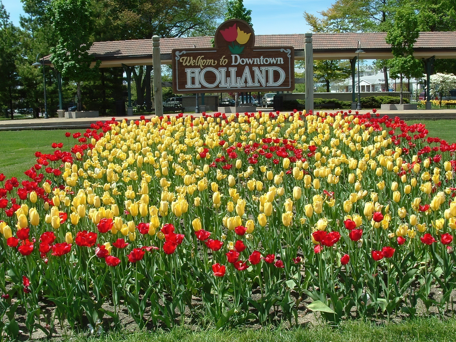 Czerwone, Żółte, Tulipany, Holandia