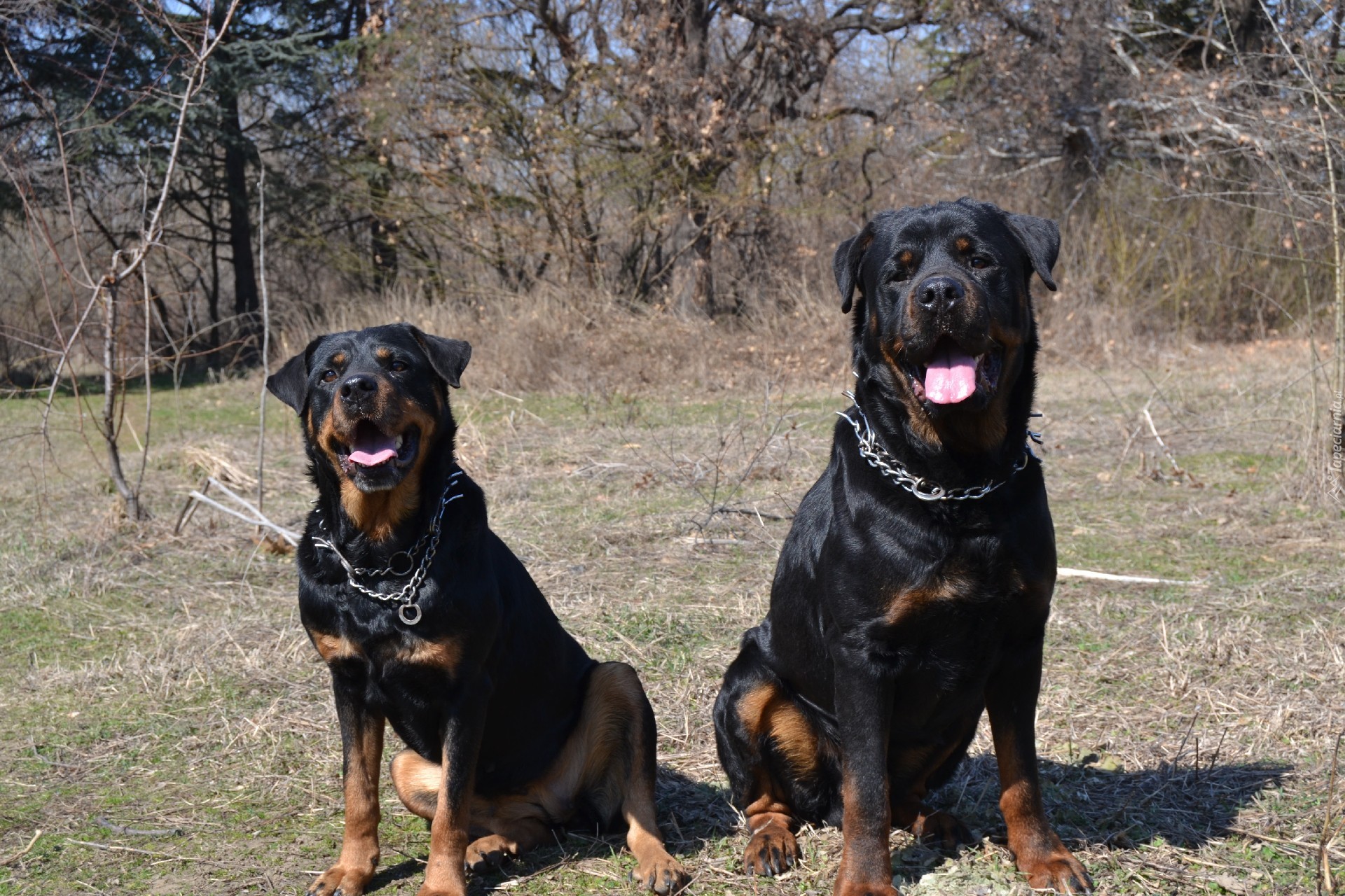 Dwa, Rottweilery, Kolczatka