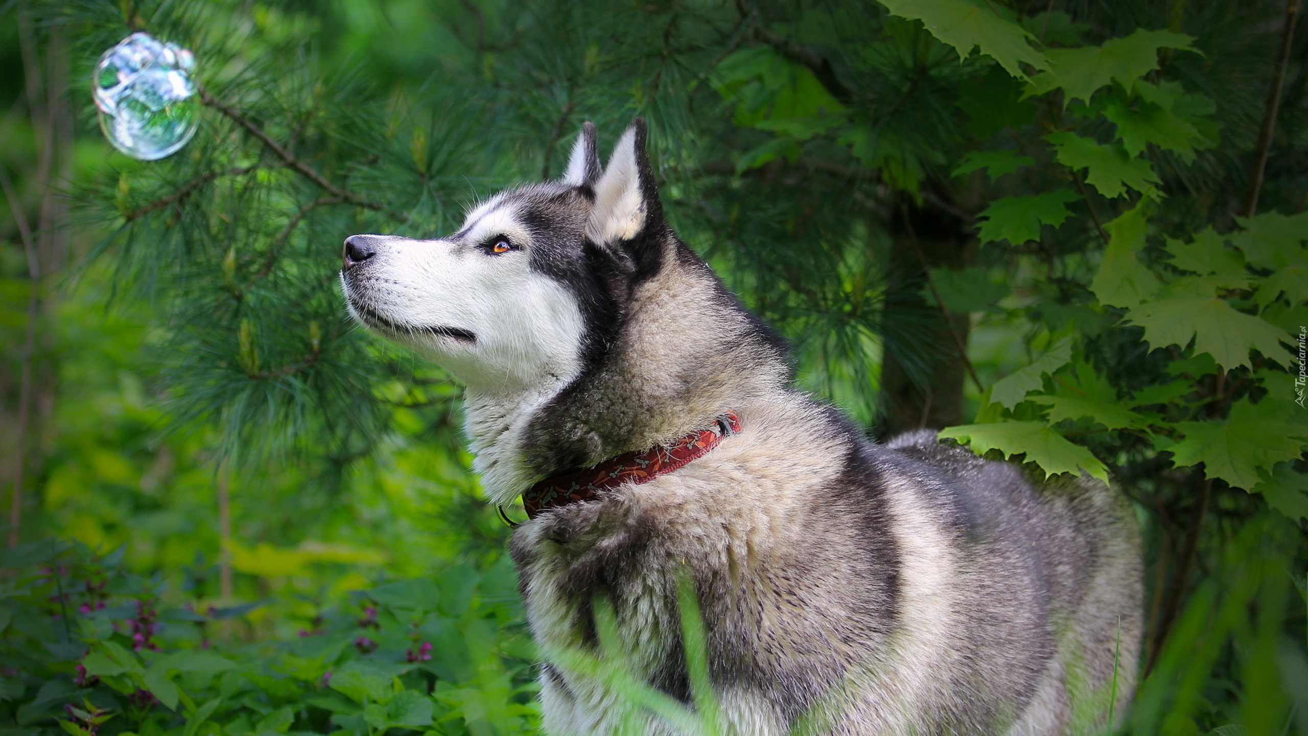 Pies, Husky, Zieleń