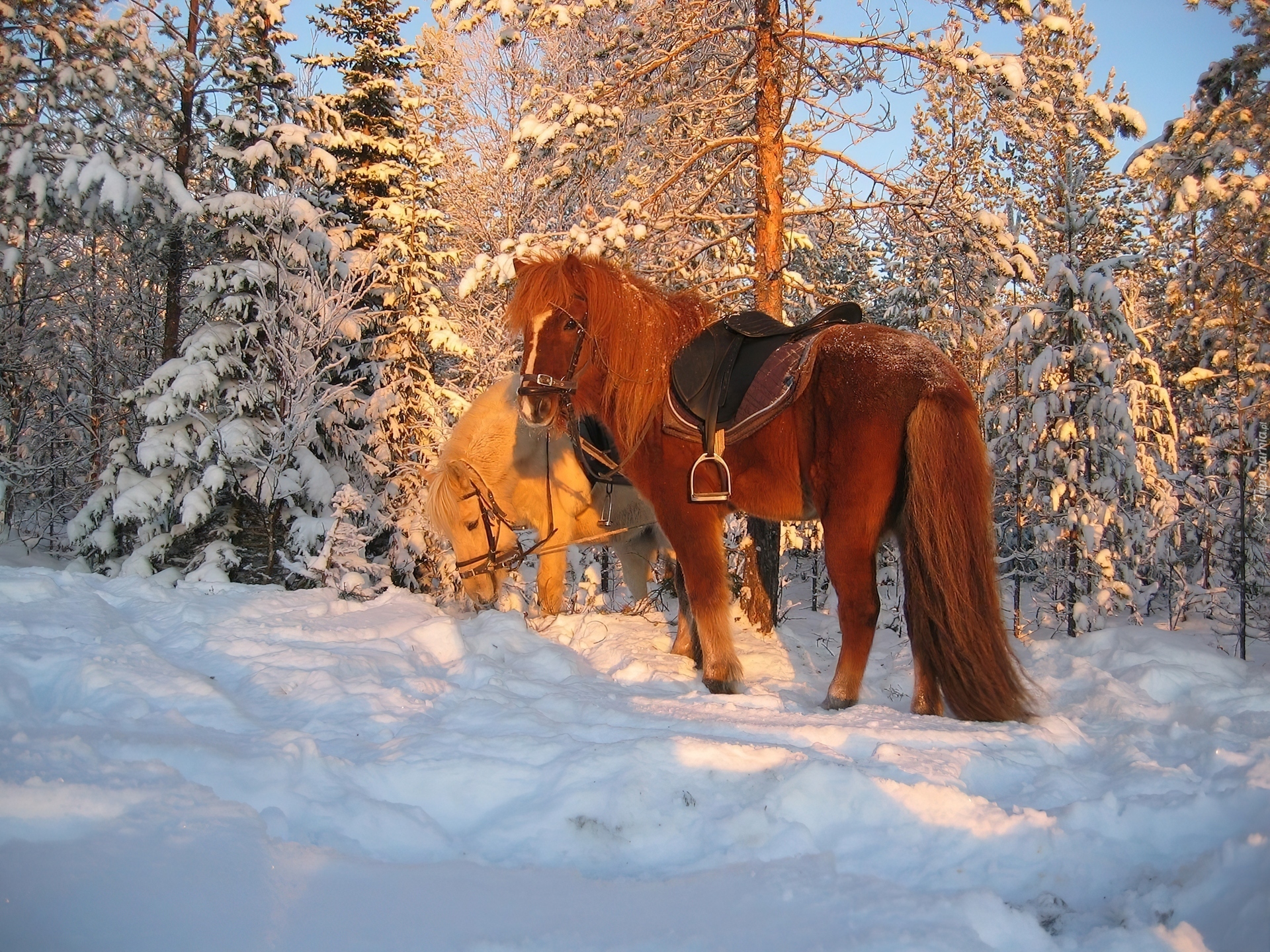 Лошади зимой без смс