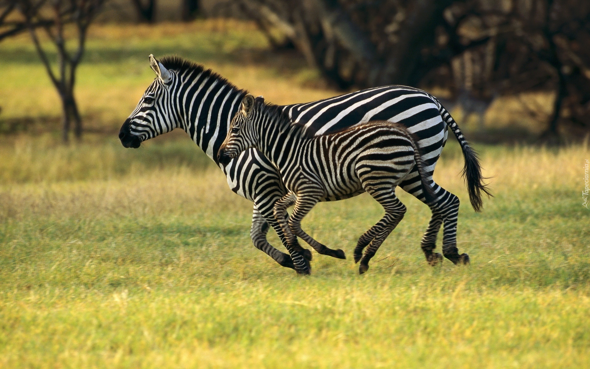 Zebra, Małe, Łąka