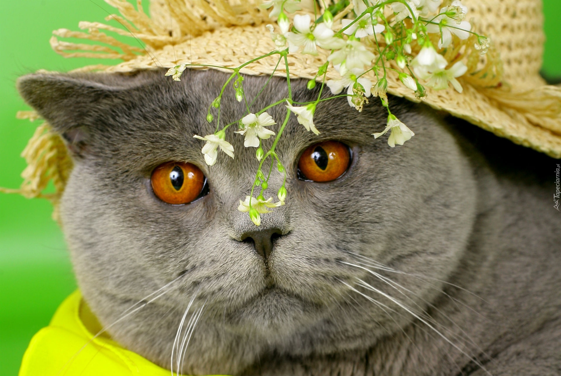 Kot, Kapelusz, Kwiaty