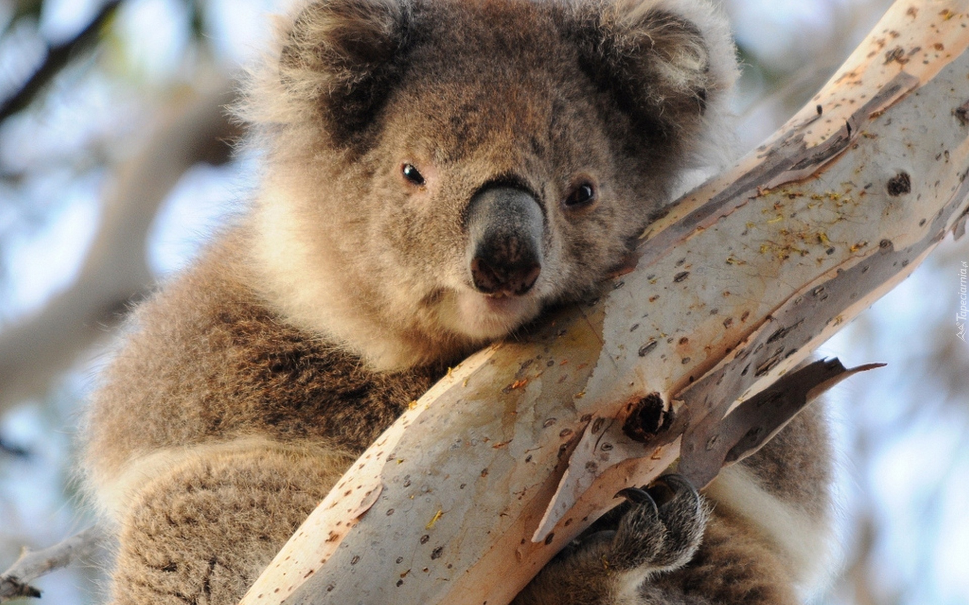 Miś, Koala, Drzewo