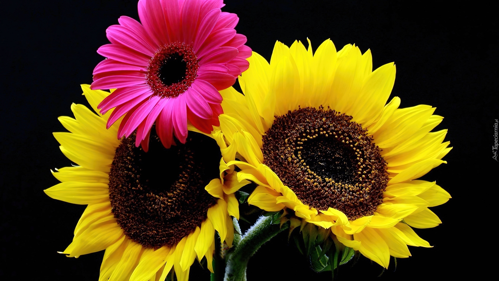 Słoneczniki, Gerbera