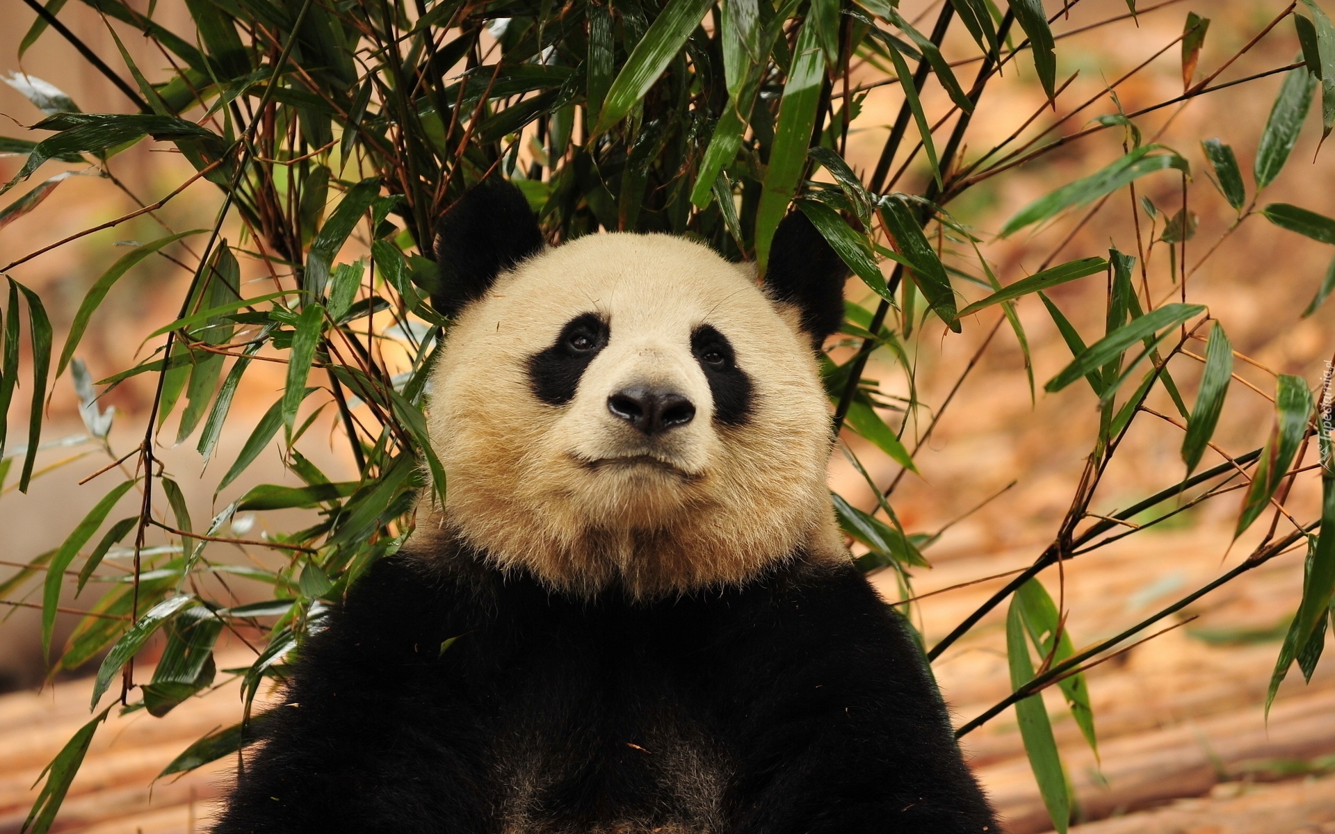 Miś, Panda, Gałęzie, Listki